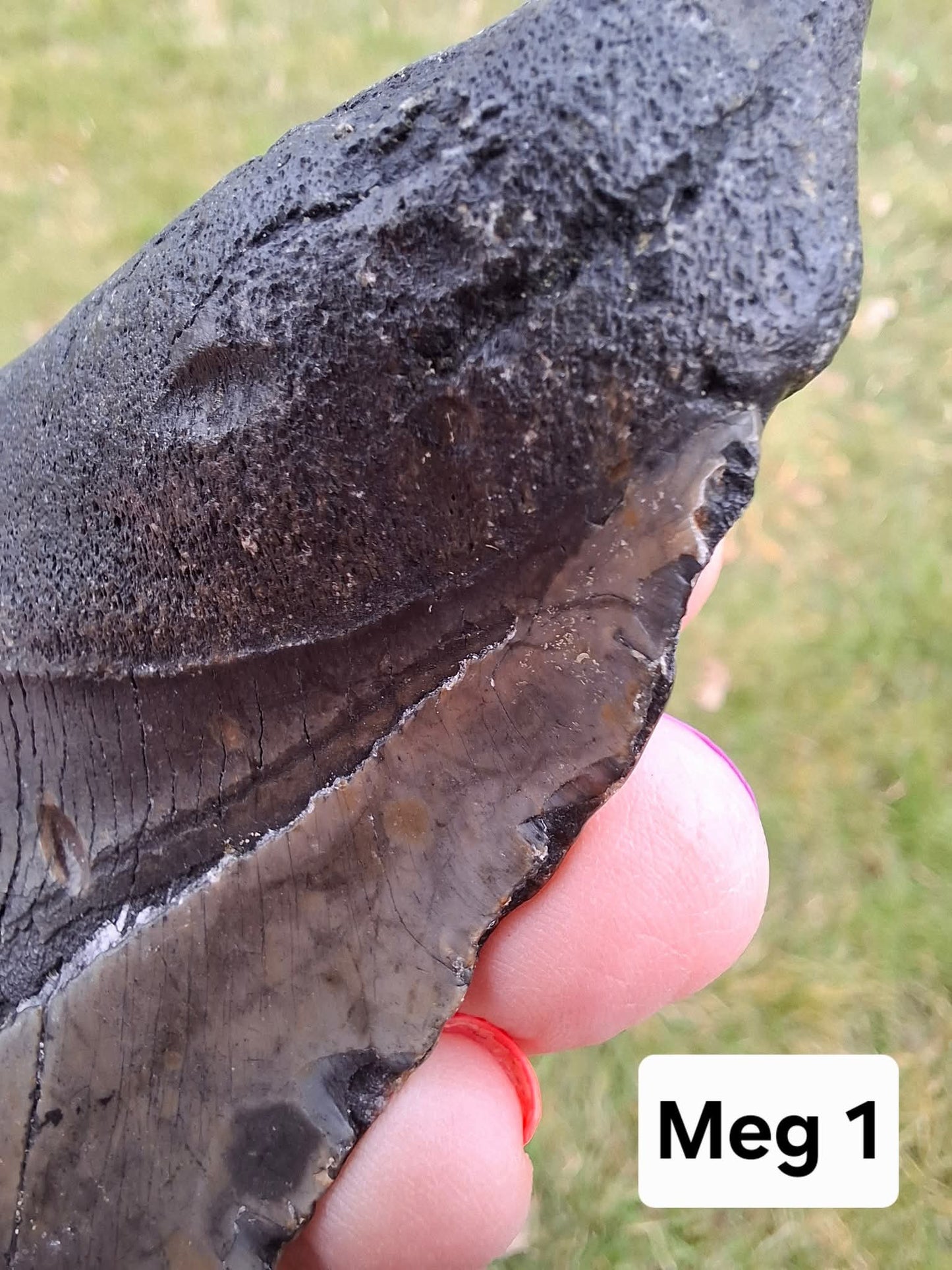 Megalodon (partial) Shark Tooth, 109.68g, Fossil (Ref: Meg1)