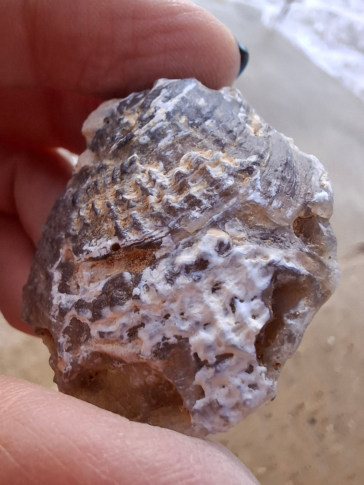 Chalcedony Oyster, Fossil (Ref: FO4)