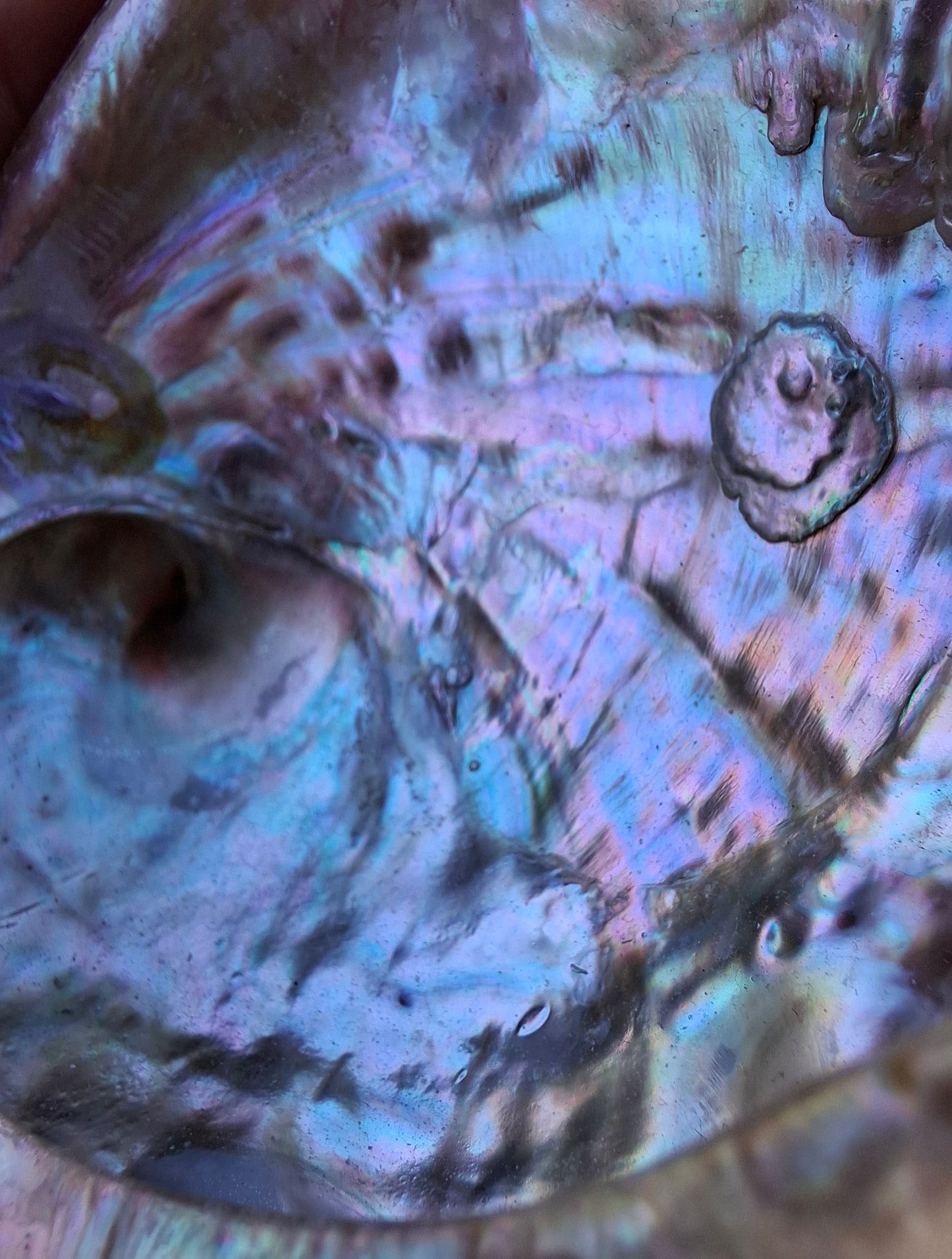 Abalone Shell, (Ref: SH2)