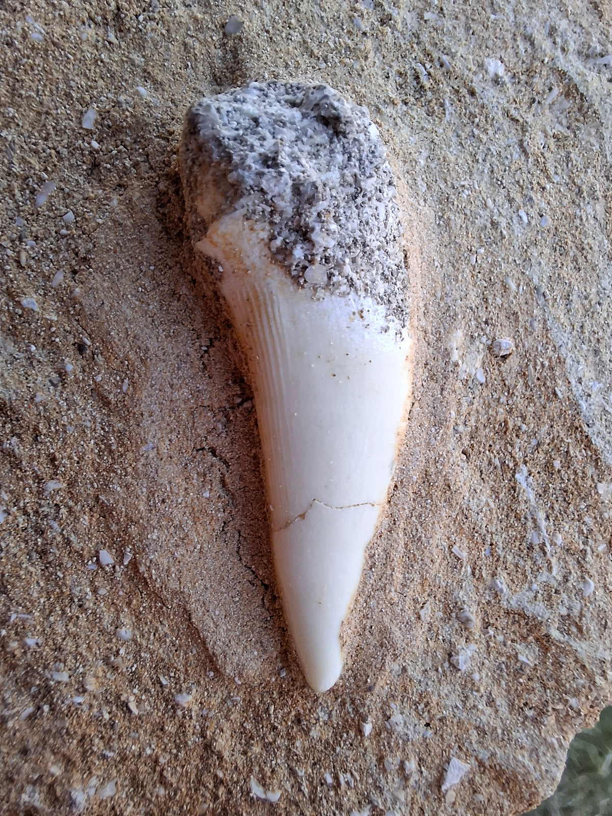 Enchodus Sabre Tooth, Fossil (Ref: ES6)