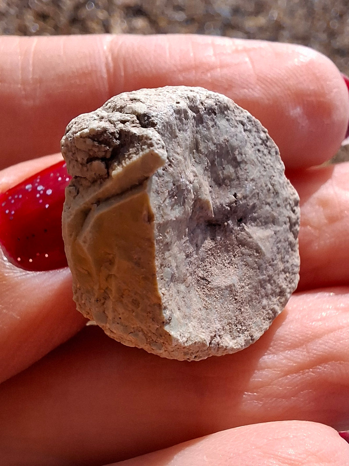 Sauropod Dinosaur Coprolite, 9.31g, Fossil (Ref: DP2)