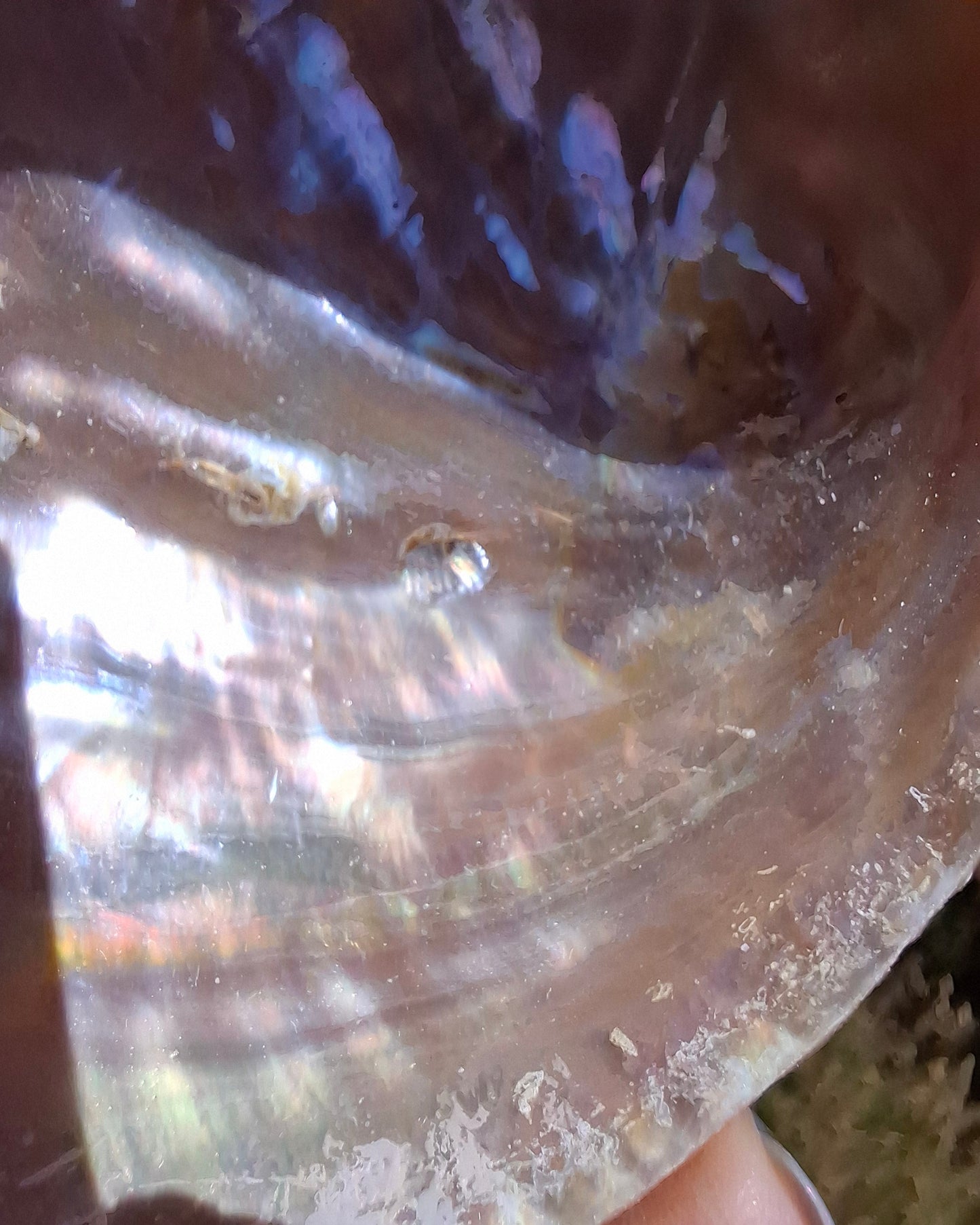 Abalone Shell, (Ref: SH3)