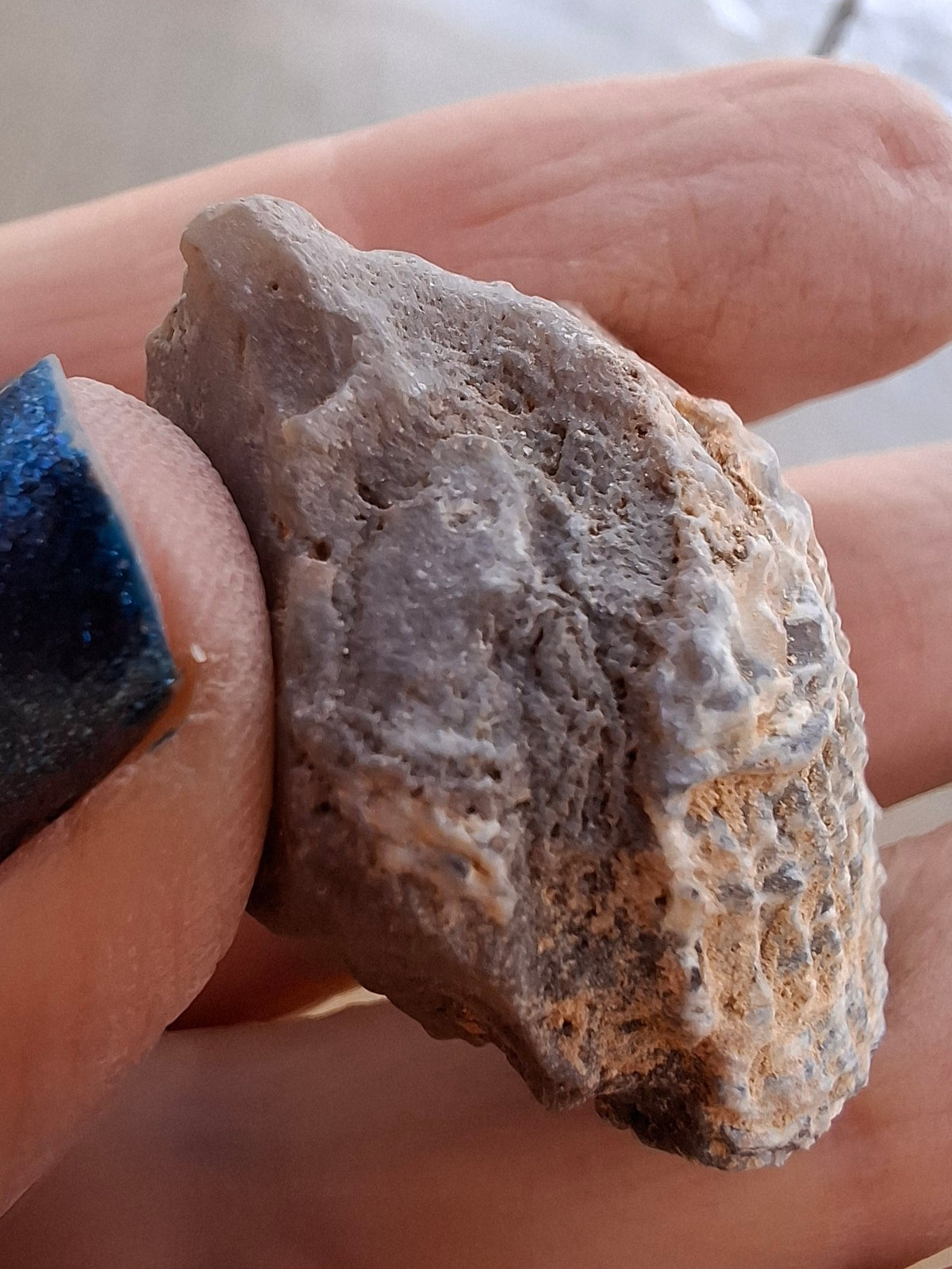 Chalcedony Oyster, Fossil (Ref: FO10)