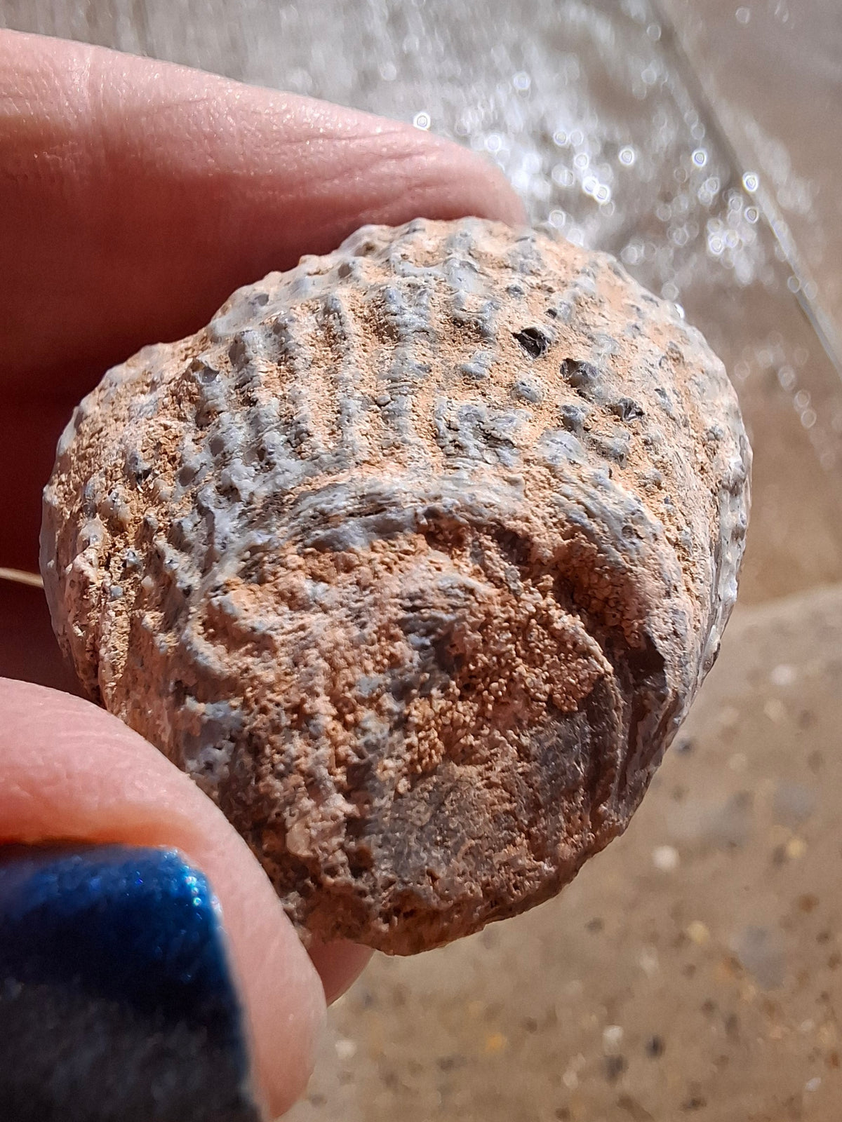 Chalcedony Oyster, Fossil (Ref: FO5)