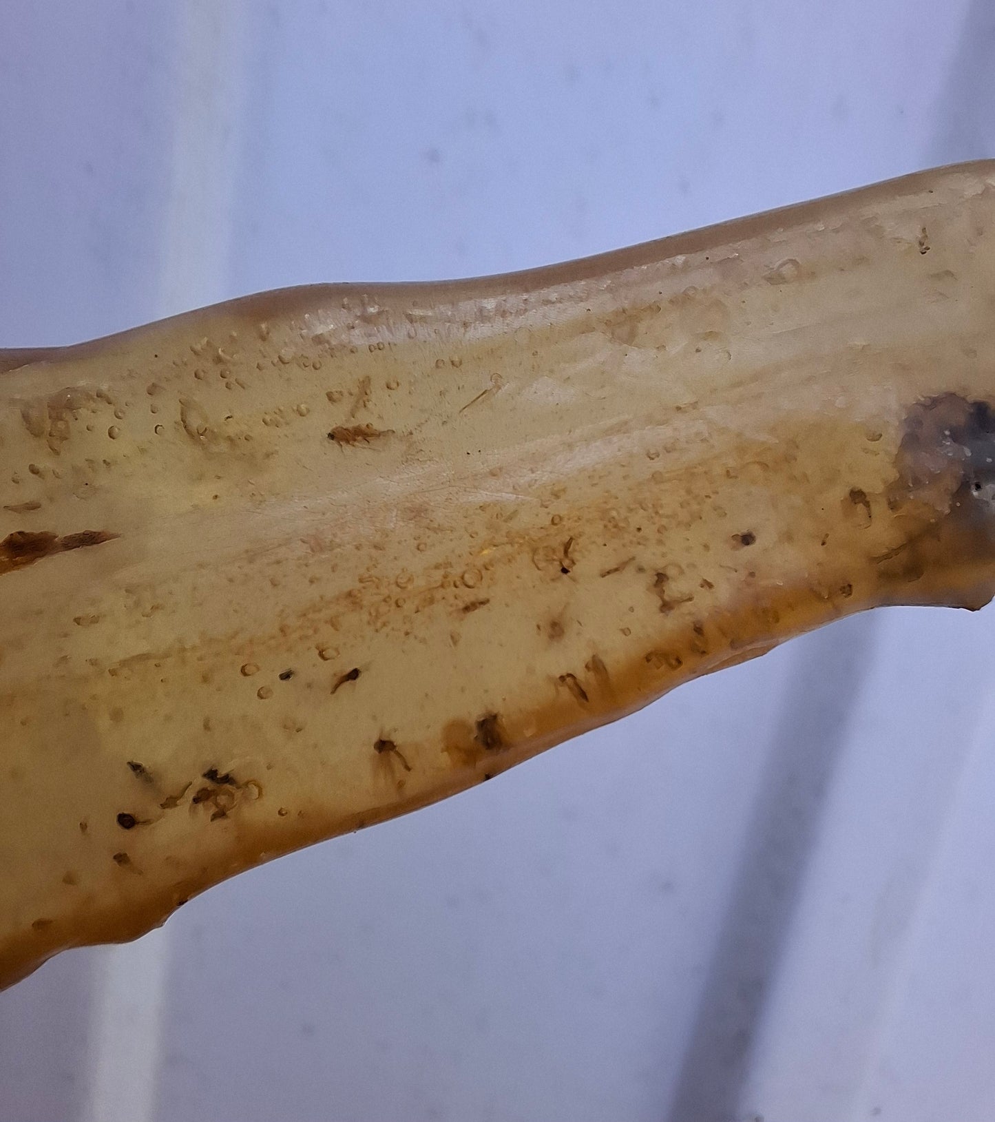 Copal Young Amber with INSECTS inside, 18.29g, Fossil (Ref: CA33)