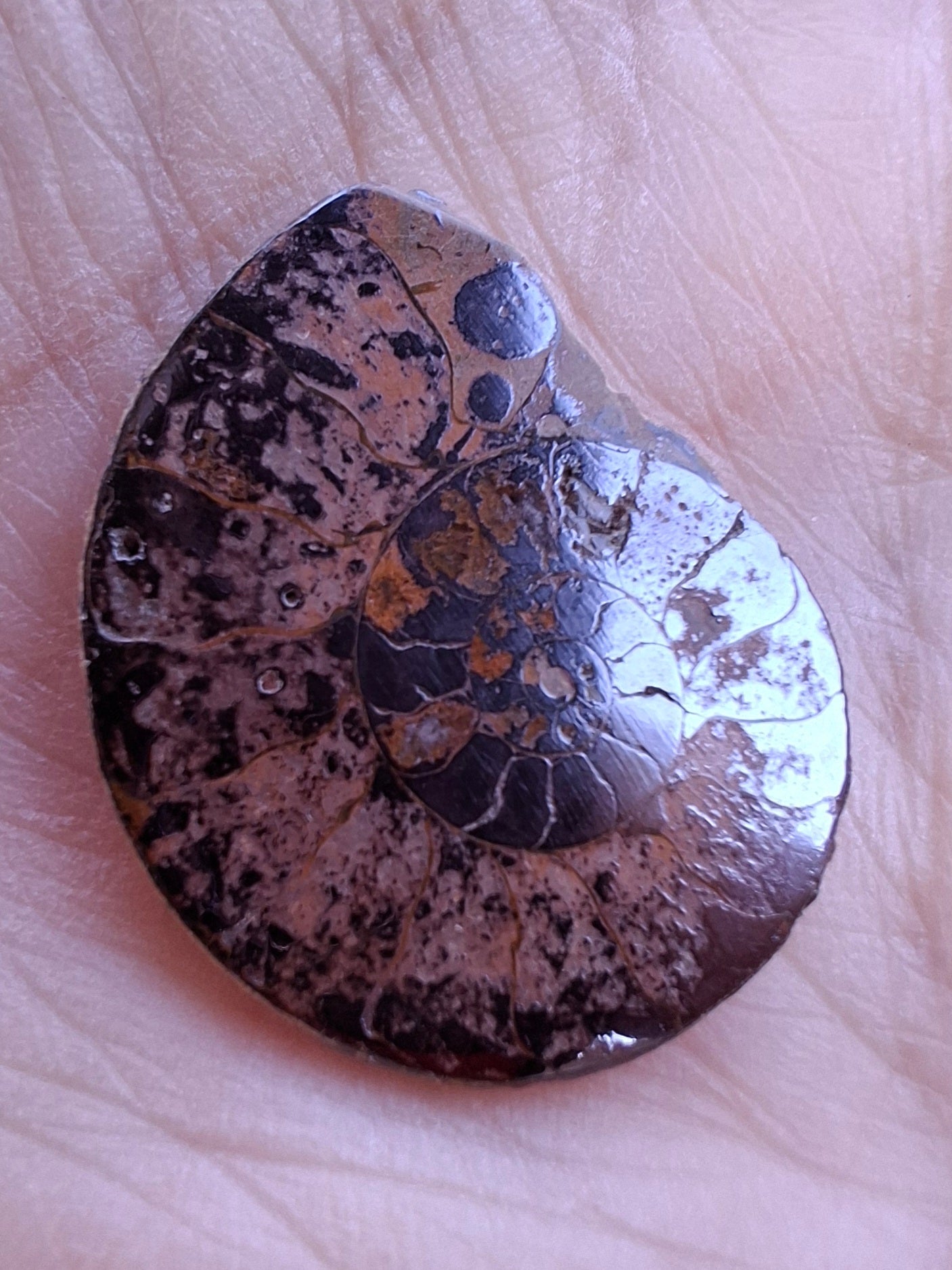 Small Haematite Ammonite HALF, 1.78g, Fossil (Ref: MA4)