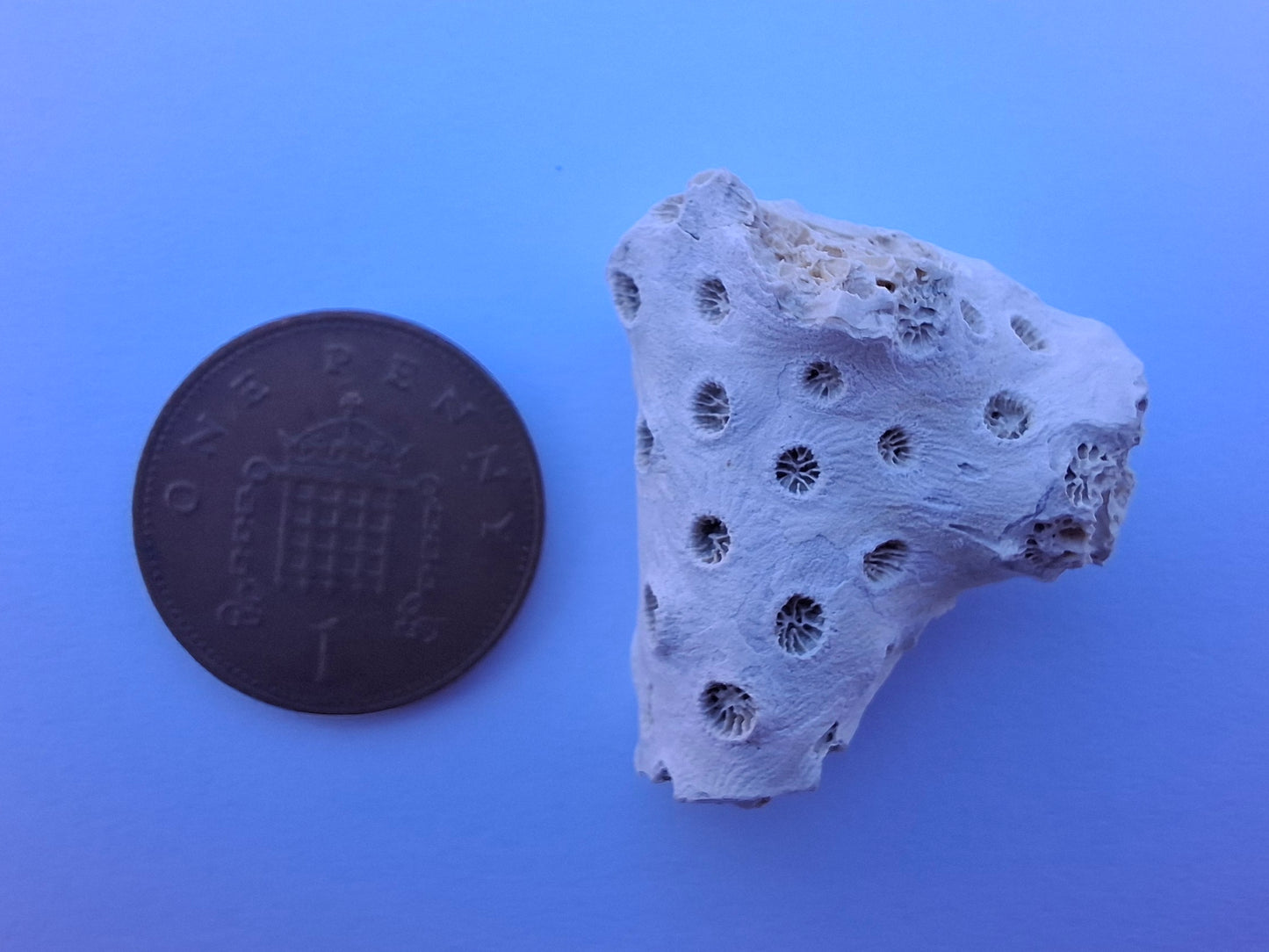 Fossil Coral, (Ref: FC1)