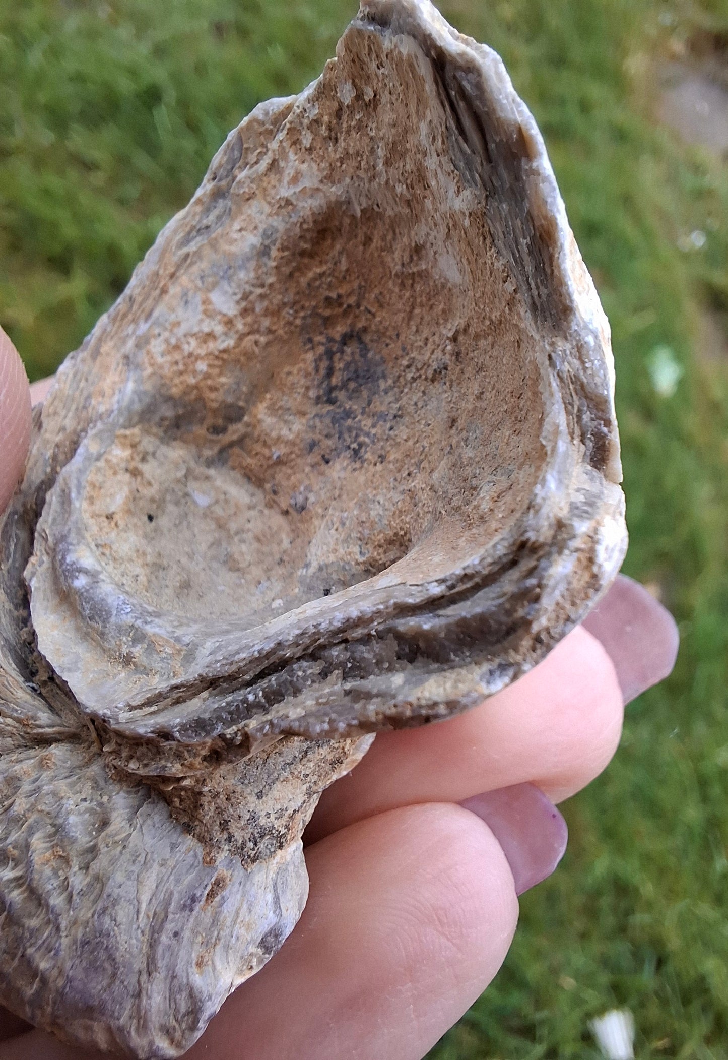 Gryphaea (Devil's Toenail), 57.53g, Fossil (Ref: G2)