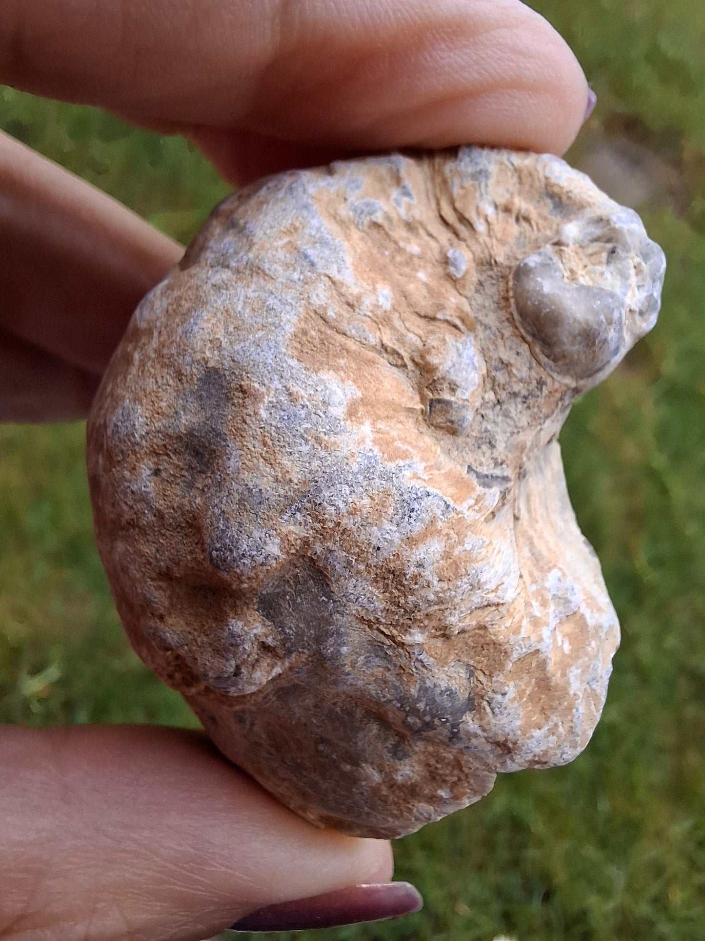 Gryphaea (Devil's Toenail), 57.53g, Fossil (Ref: G2)