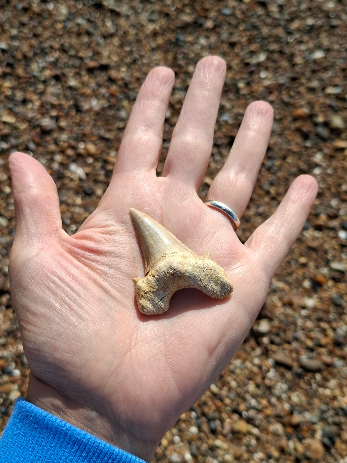 Otodus Shark Tooth, Fossil (Ref: OT6)