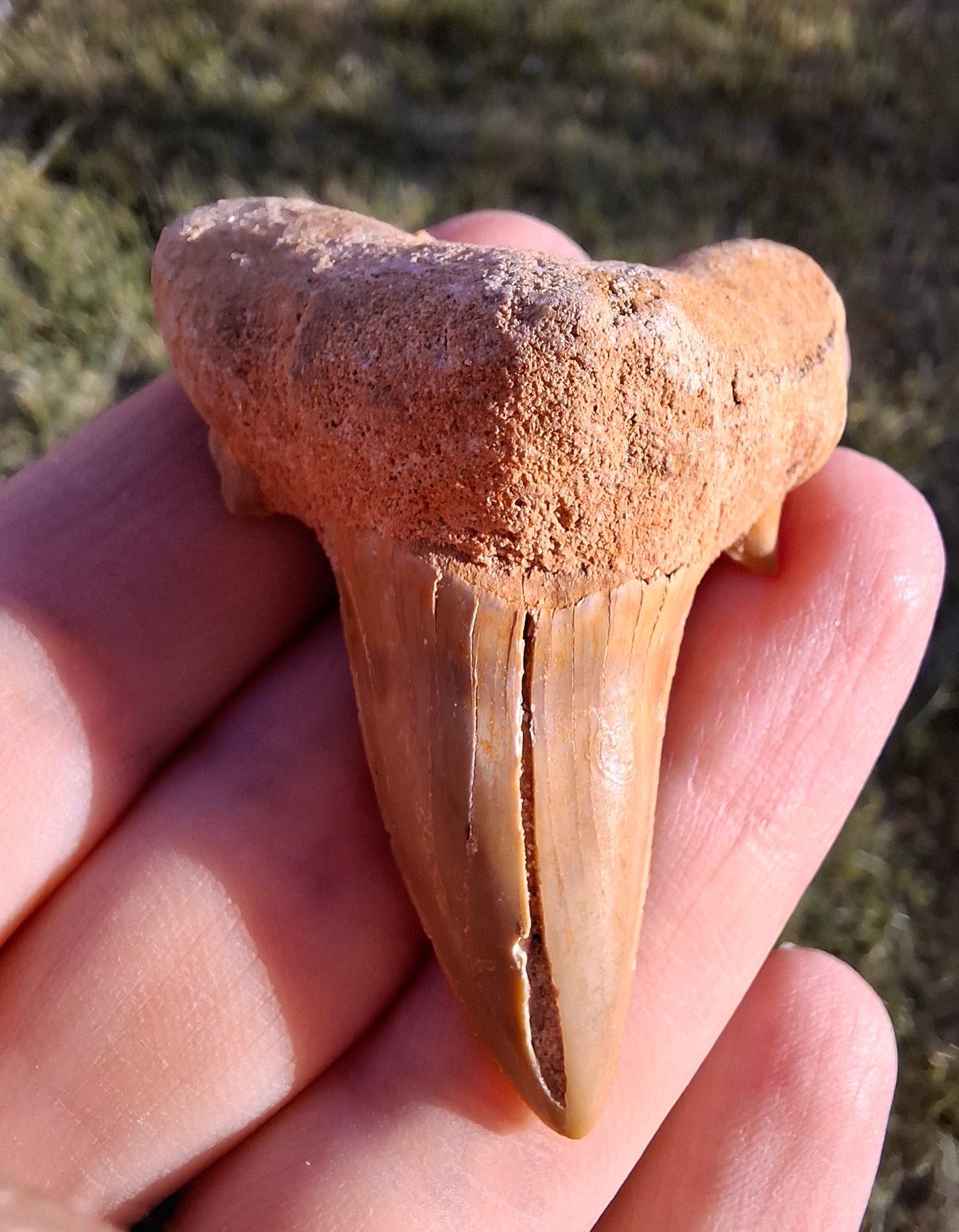 Otodus Shark Tooth, Fossil (Ref: OT 7)