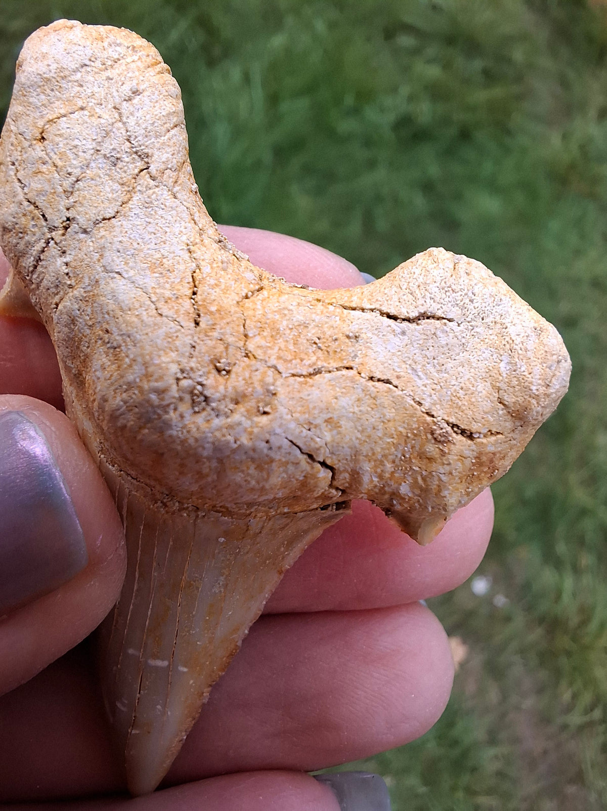 Otodus Shark Tooth, Fossil (Ref: OT6)
