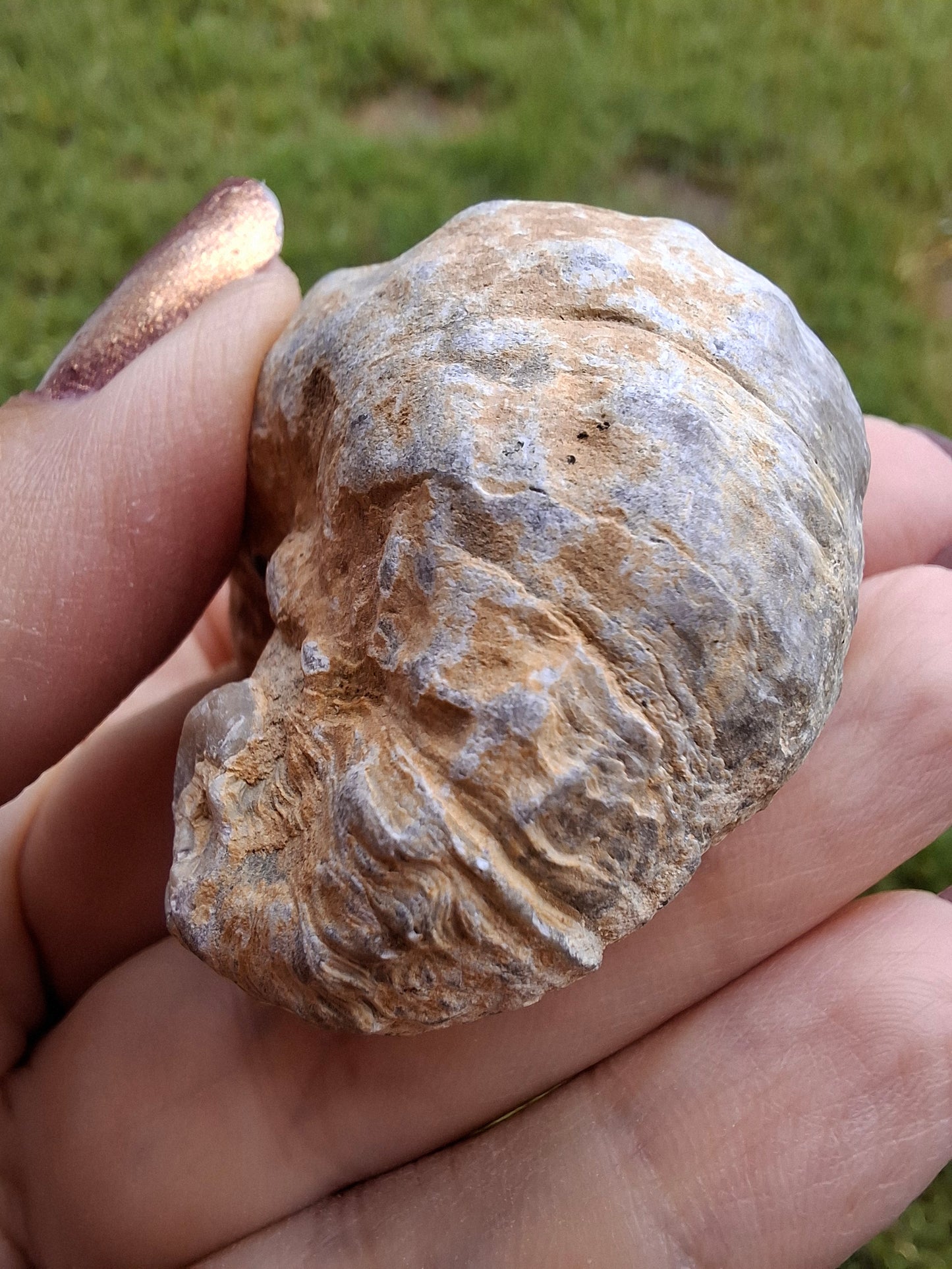 Gryphaea (Devil's Toenail), 57.53g, Fossil (Ref: G2)