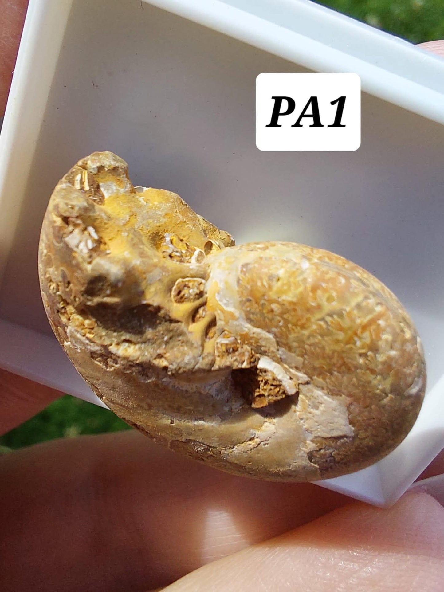 Phylloceras Ammonite, Fossil (Ref: PA1)