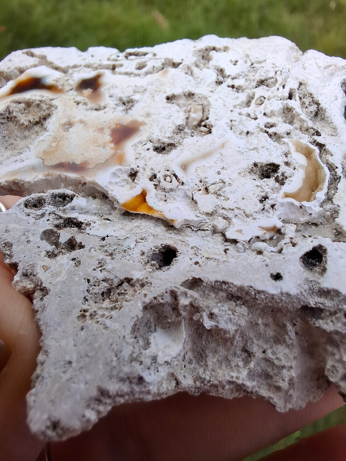 Fossilised Coral replaced by Chalcedony/Agate, Fossil (Ref: FCA1)