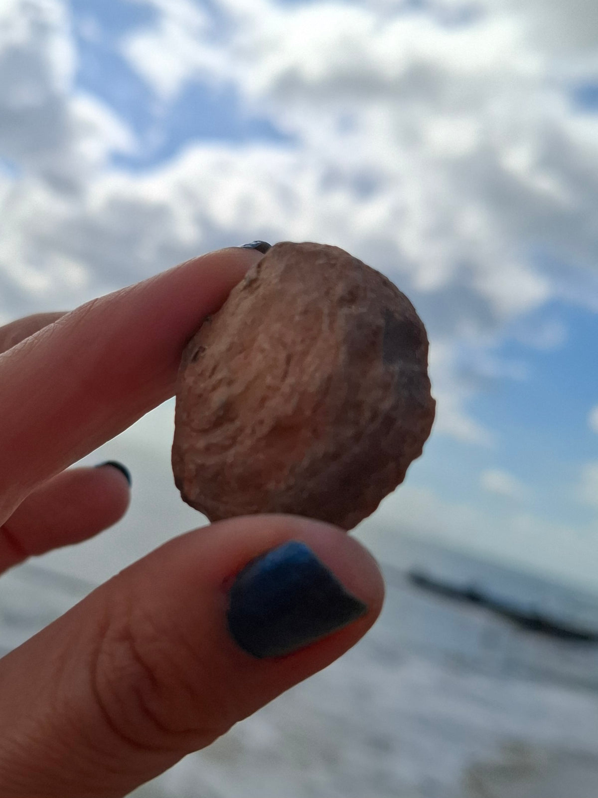 Chalcedony Oyster, Fossil (Ref: FO9)