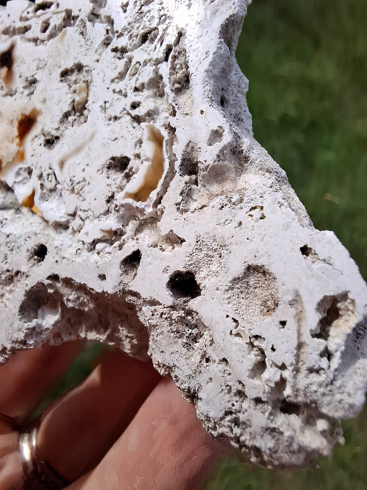 Fossilised Coral replaced by Chalcedony/Agate, Fossil (Ref: FCA1)