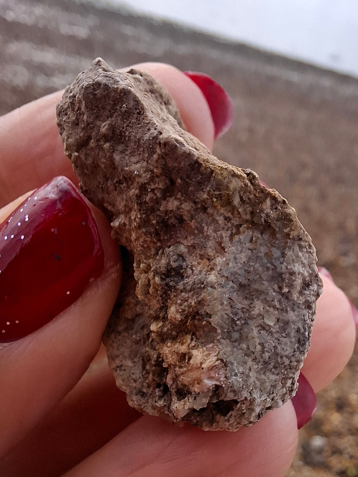 Sauropod Dinosaur Coprolite, 12.82g, Fossil (Ref: DP1)