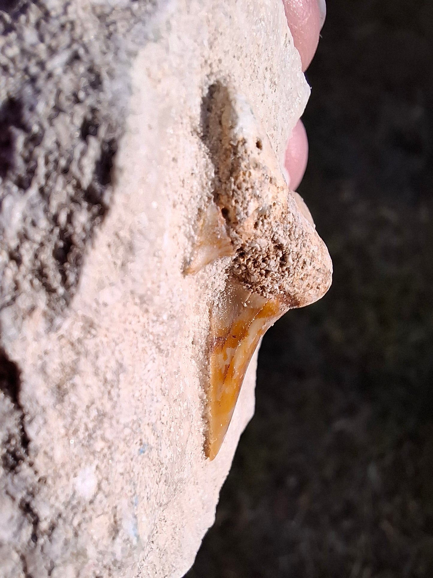 Otodus Shark Tooth in rock, Fossil (Ref: OT1)