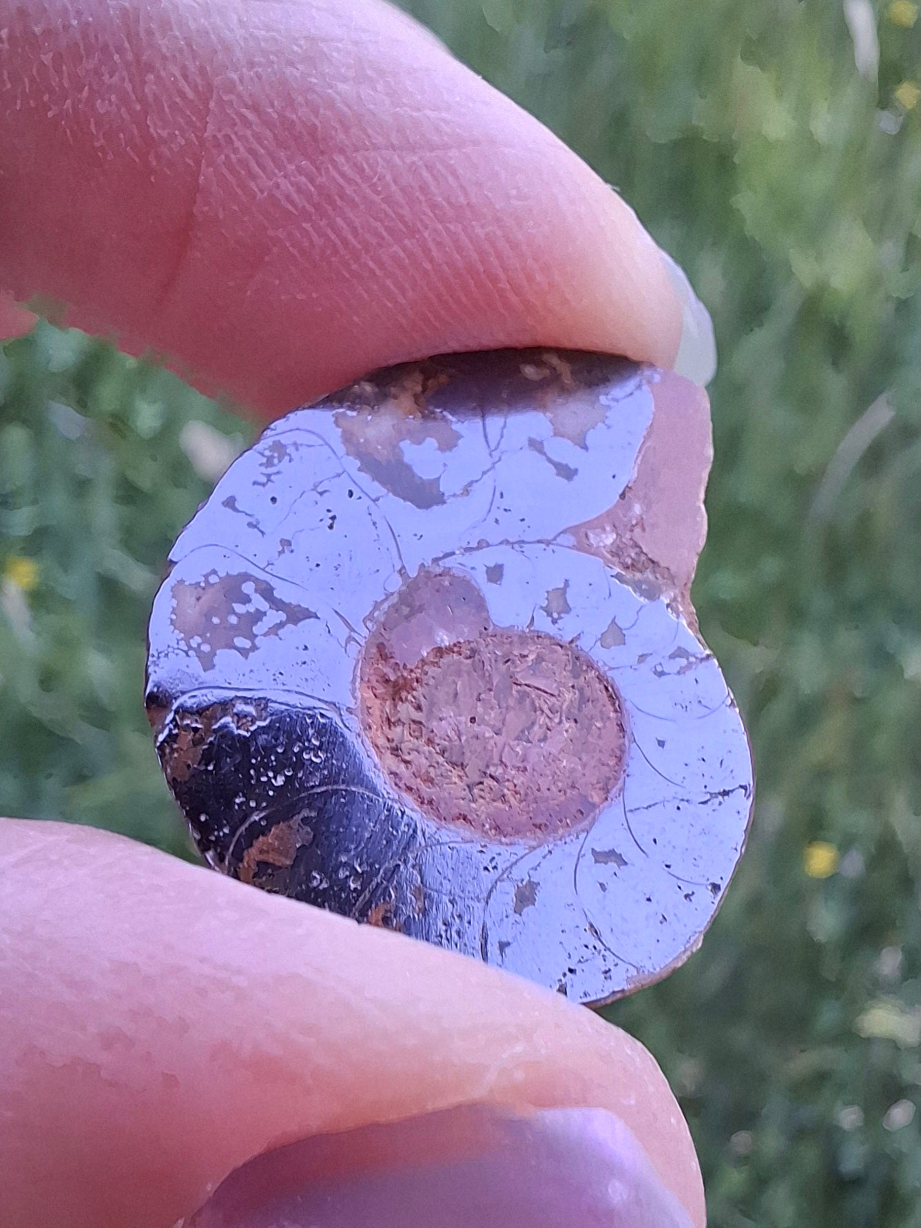Small Haematite Ammonite HALF, (2.91g), Fossil (Ref: MA1)
