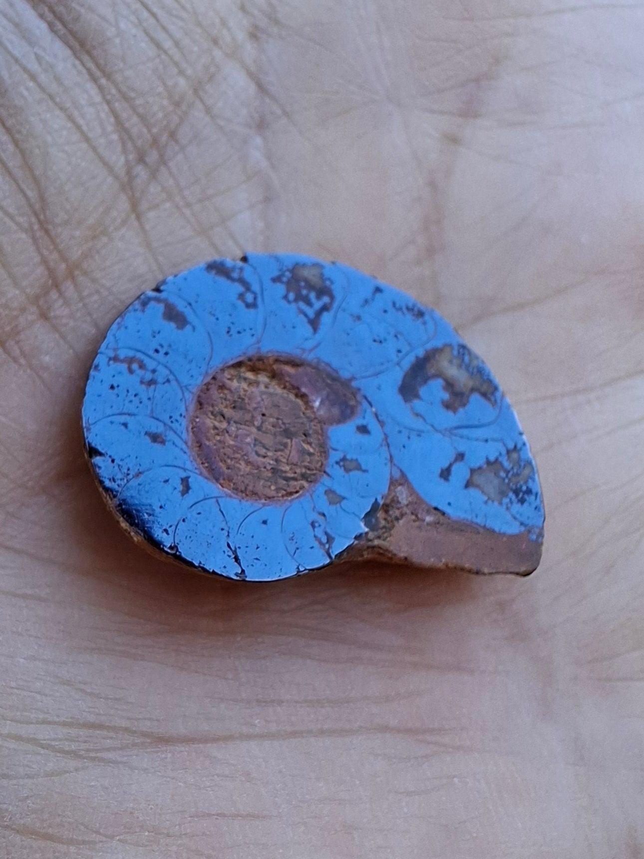 Small Haematite Ammonite HALF, (2.91g), Fossil (Ref: MA1)