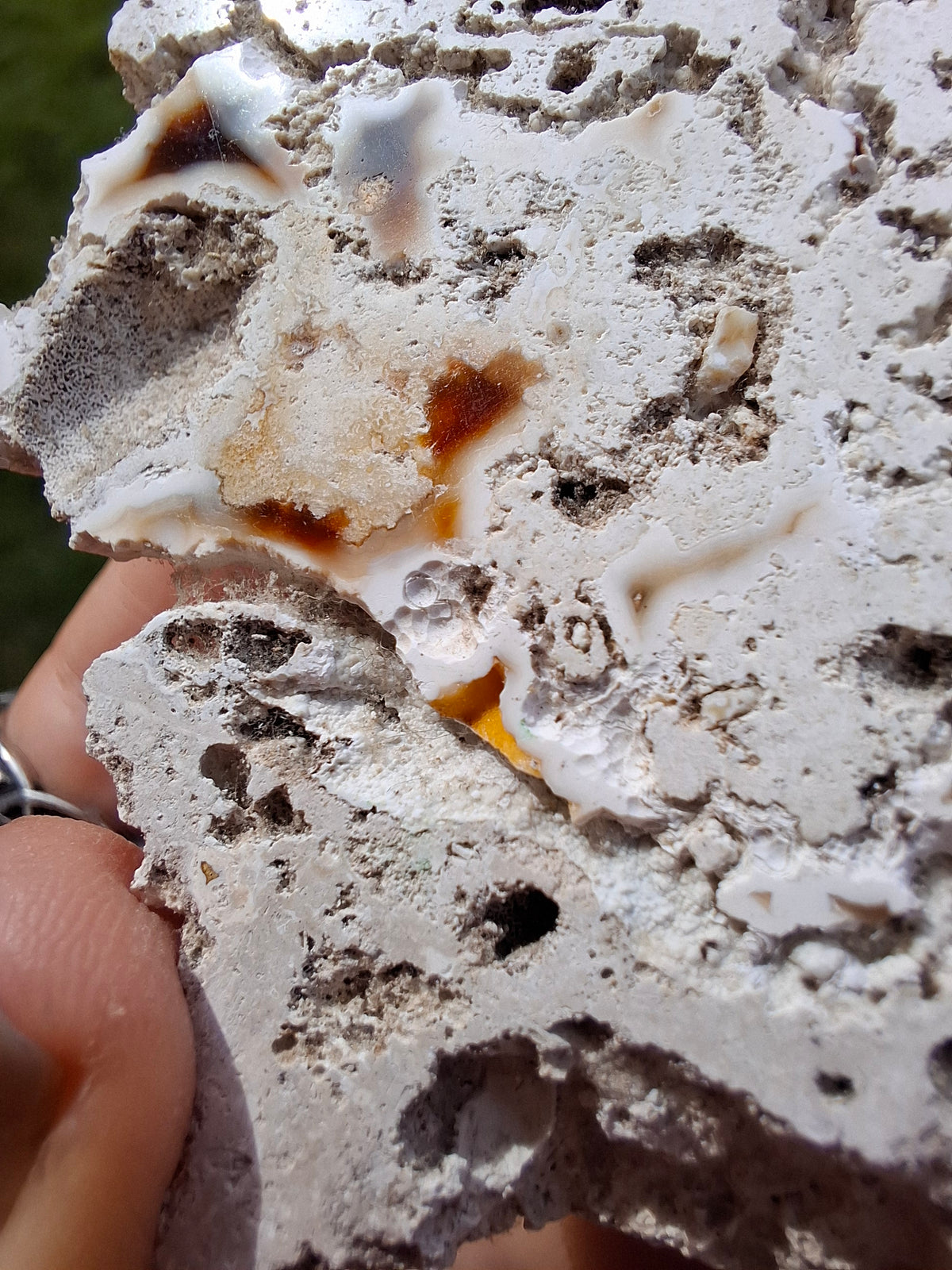 Fossilised Coral replaced by Chalcedony/Agate, Fossil (Ref: FCA1)