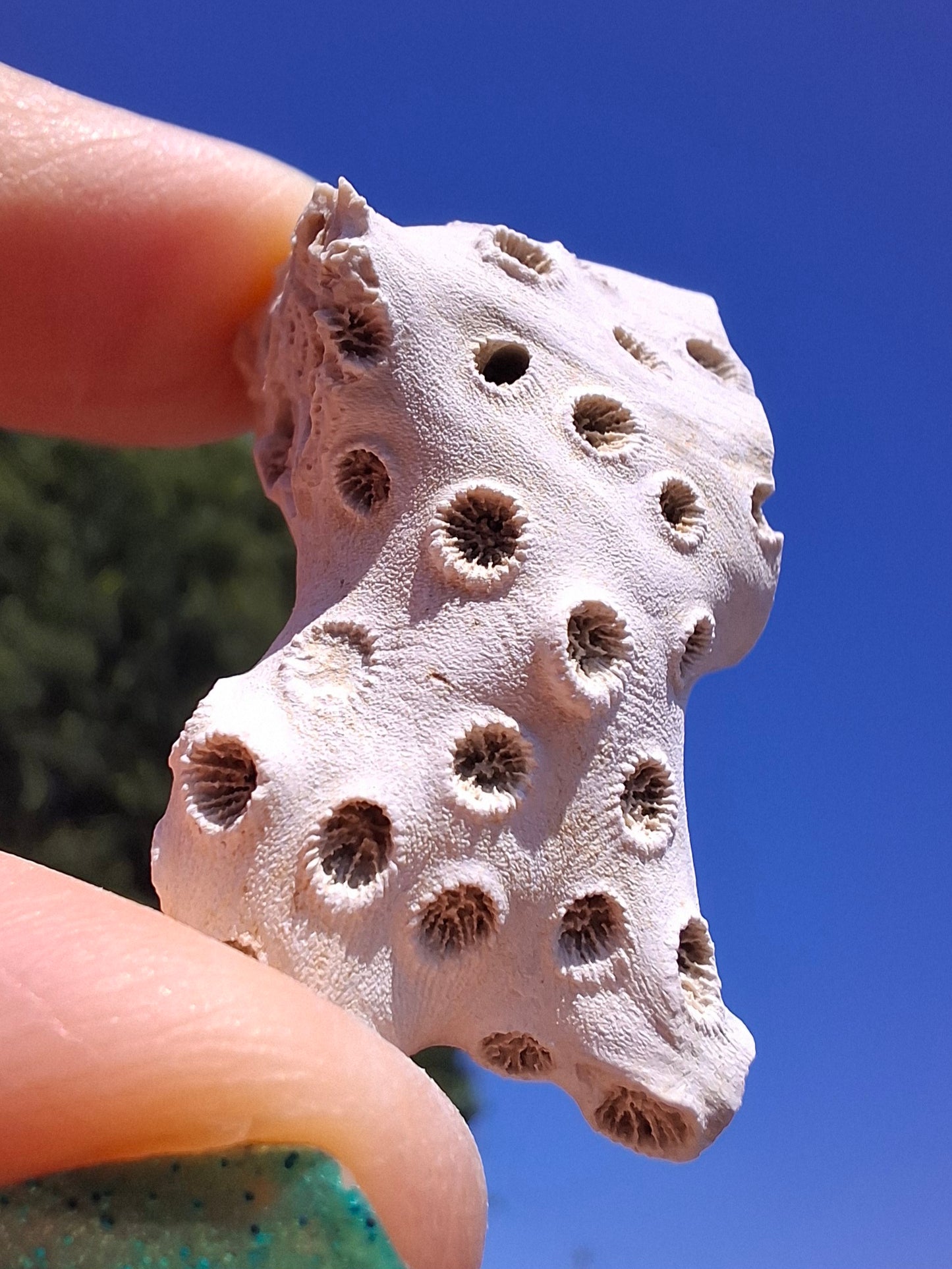 Fossil Coral, (Ref: FC4)