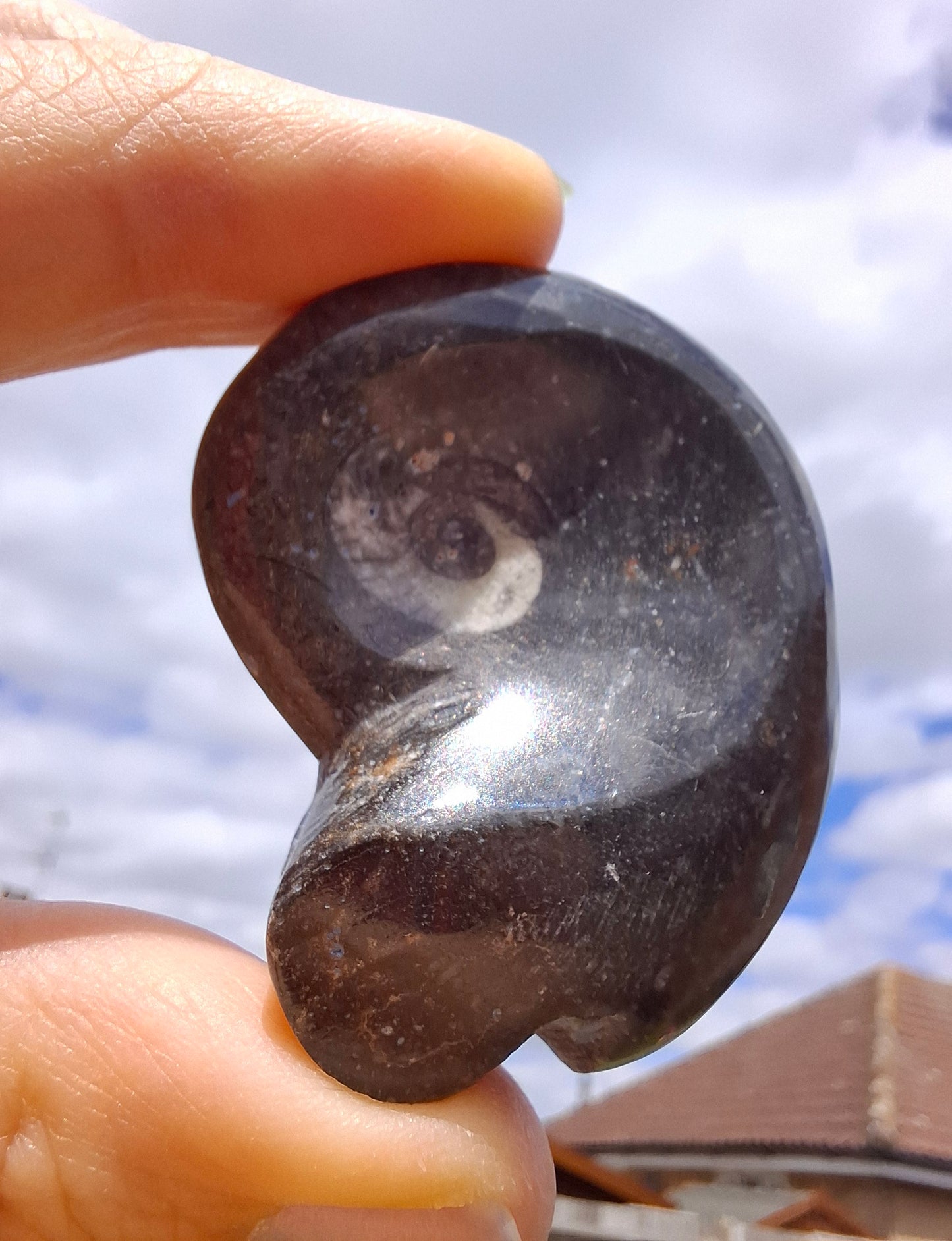 Goniatite, Fossil (Ref: GA8)