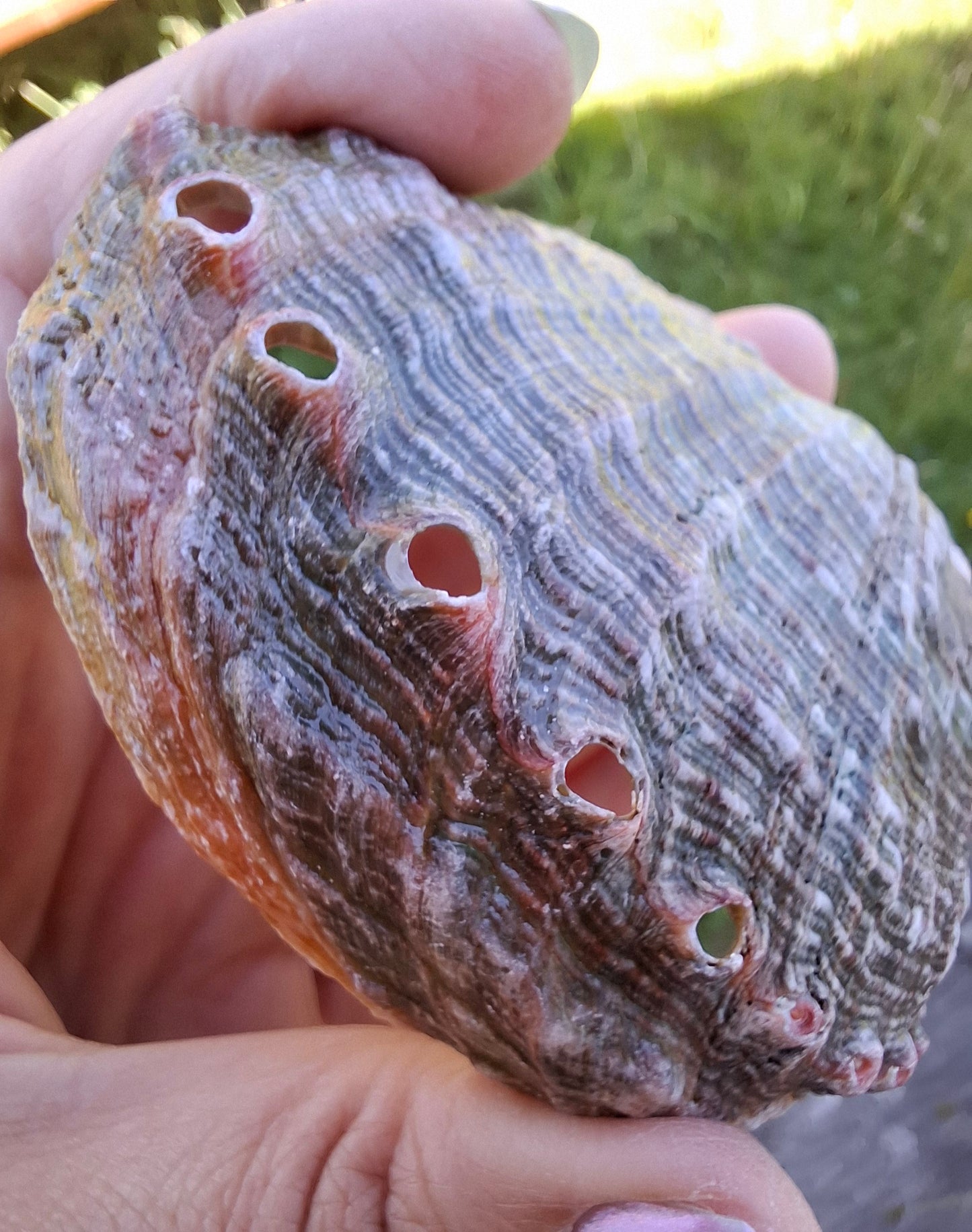 Abalone Shell, (Ref: SH1)
