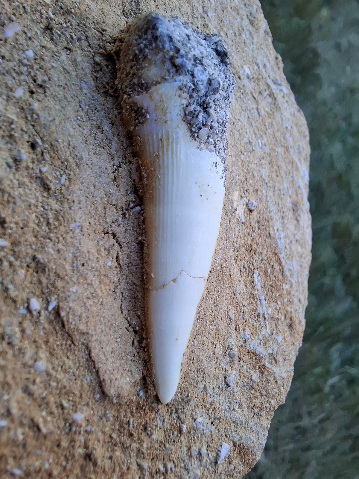 Enchodus Sabre Tooth, Fossil (Ref: ES6)