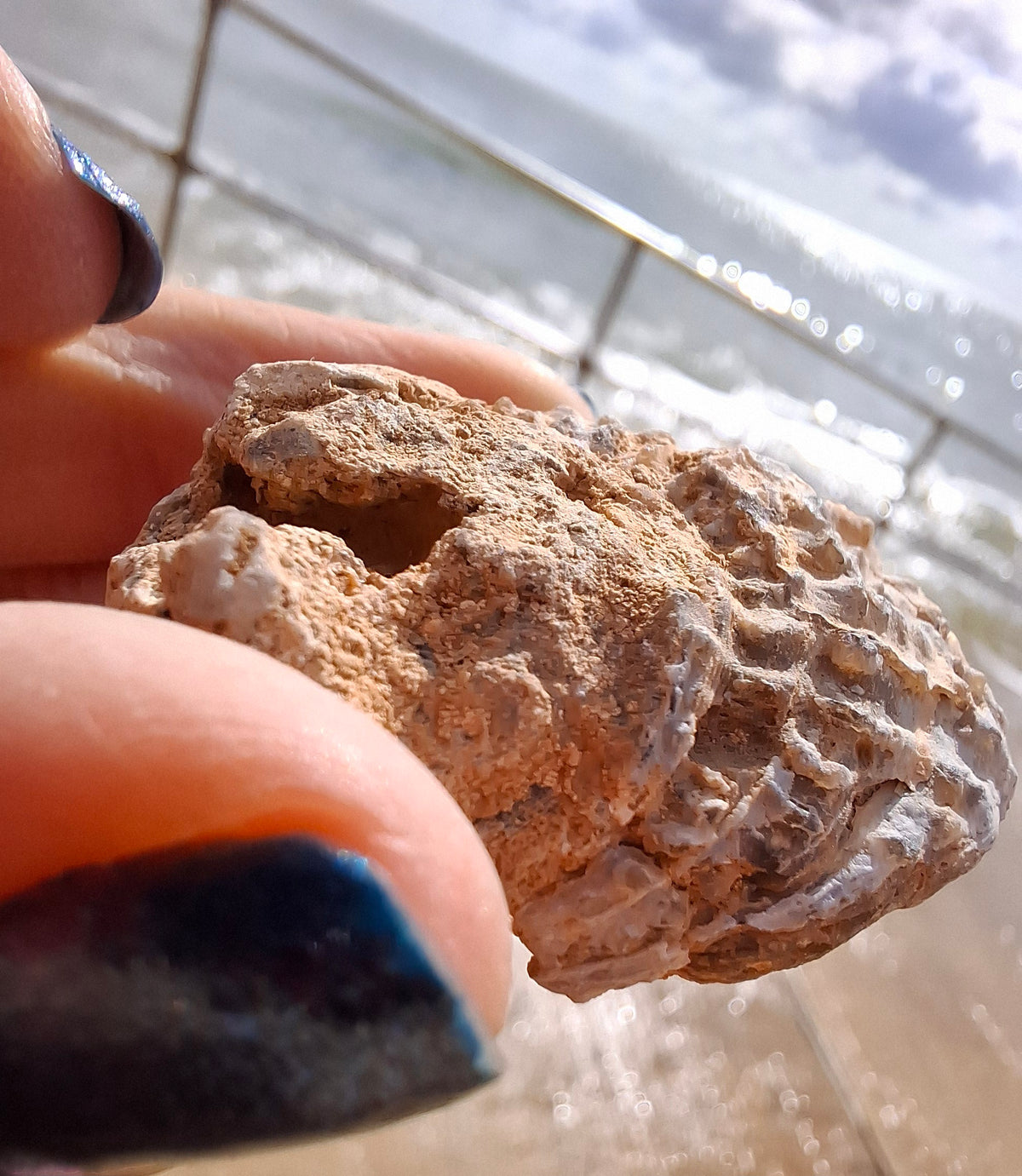 Chalcedony Oyster, Fossil (Ref: FO6)