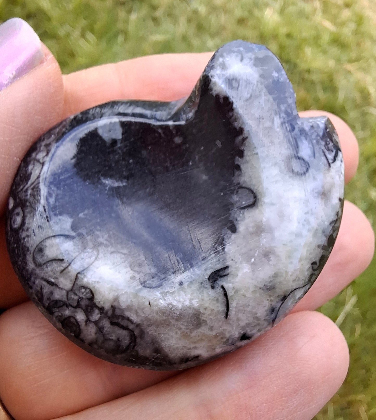 Goniatite, Fossil (Ref: GA4)