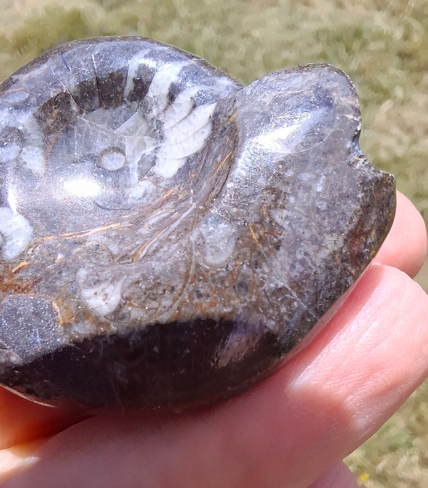 Goniatite, Fossil (Ref: GA1)