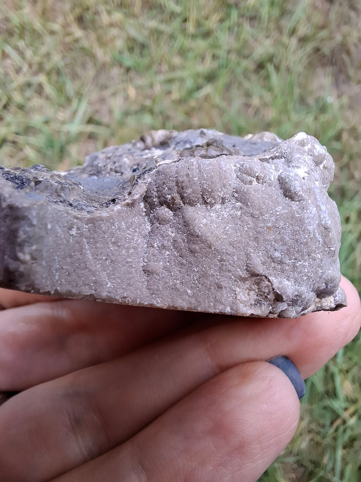 Ammonite Cluster, Fossil (Ref: ACL1)
