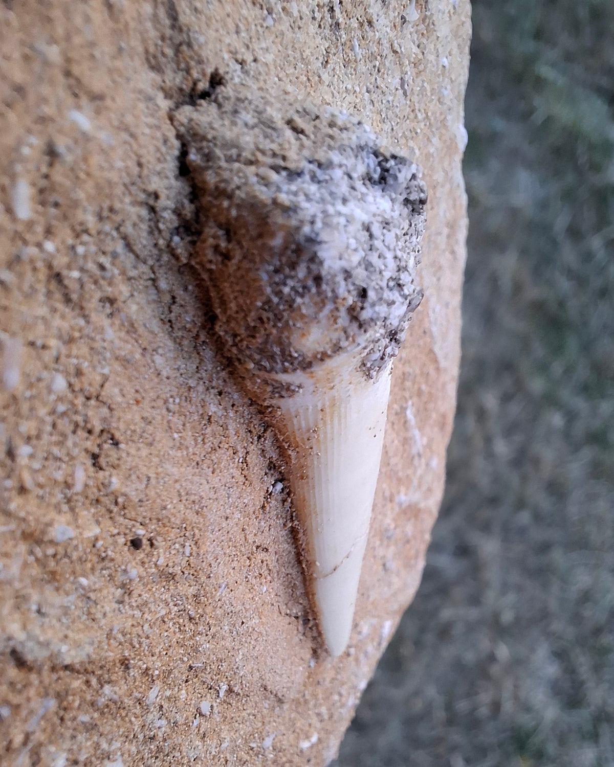 Enchodus Sabre Tooth, Fossil (Ref: ES6)