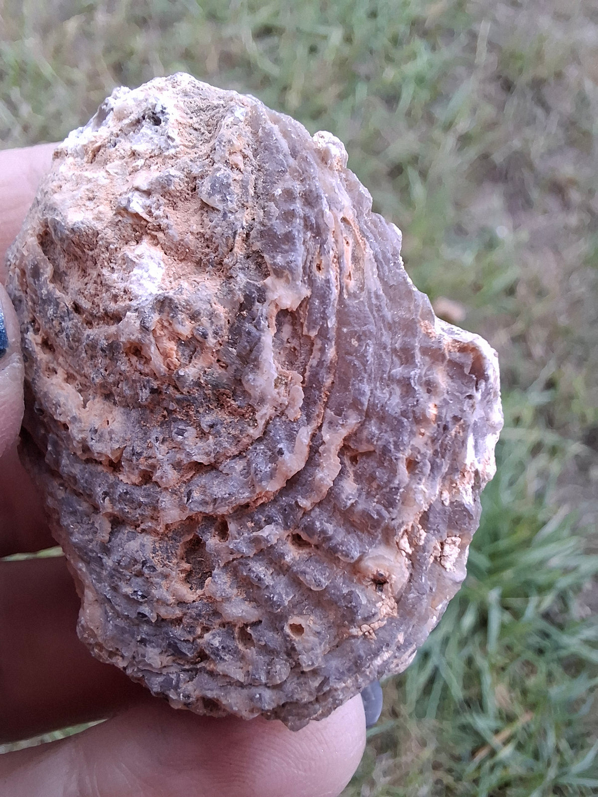 Chalcedony Oyster, Fossil (Ref: FO3)