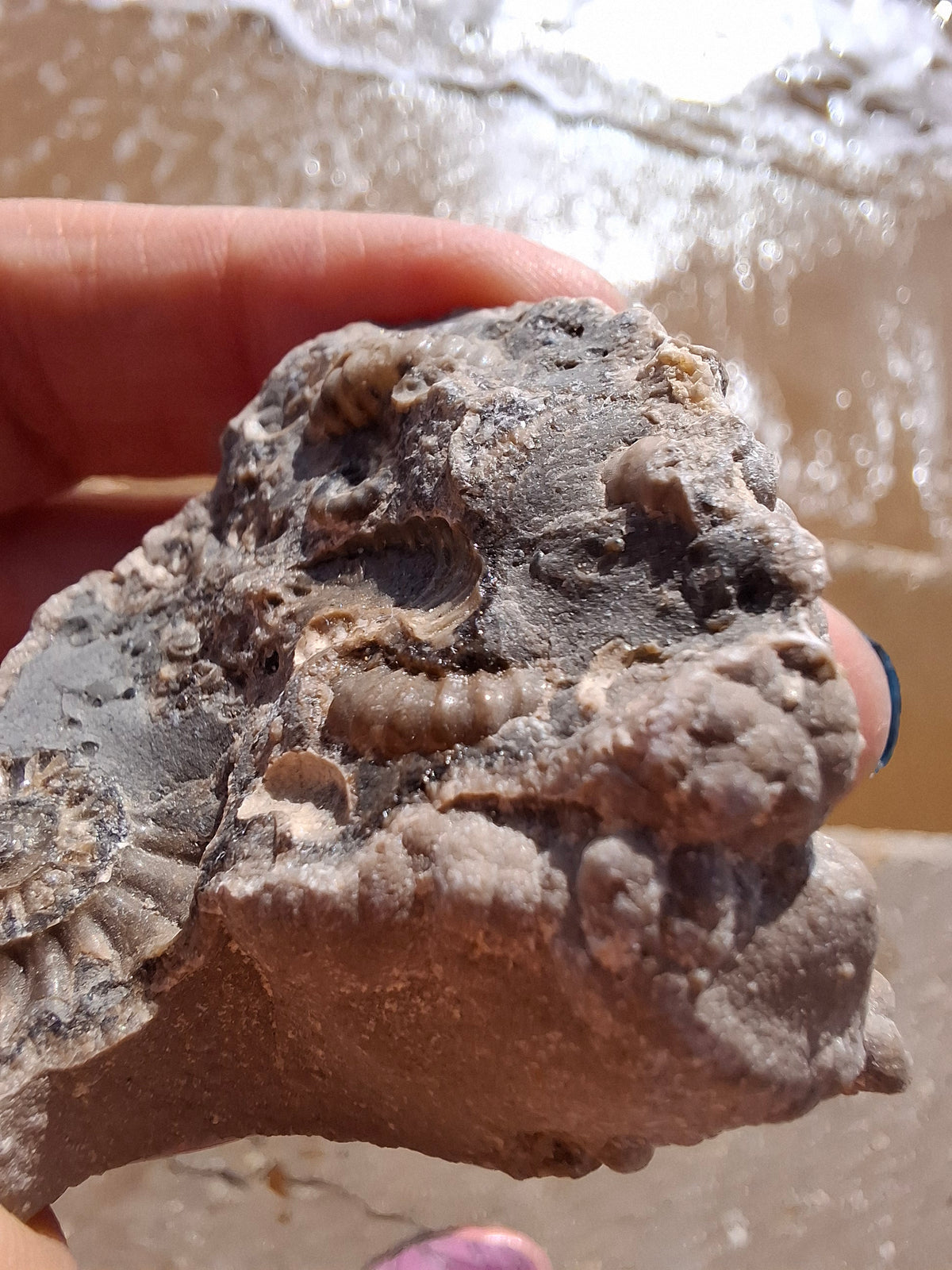 Ammonite Cluster, Fossil (Ref: ACL1)