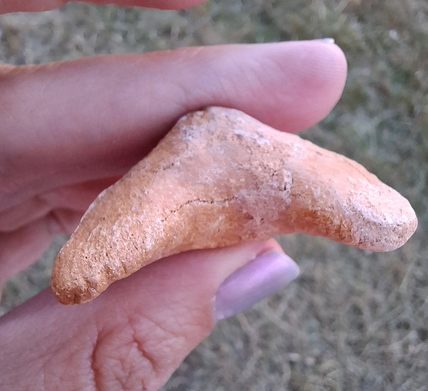 Otodus Shark Tooth, Fossil (Ref: OT 7)
