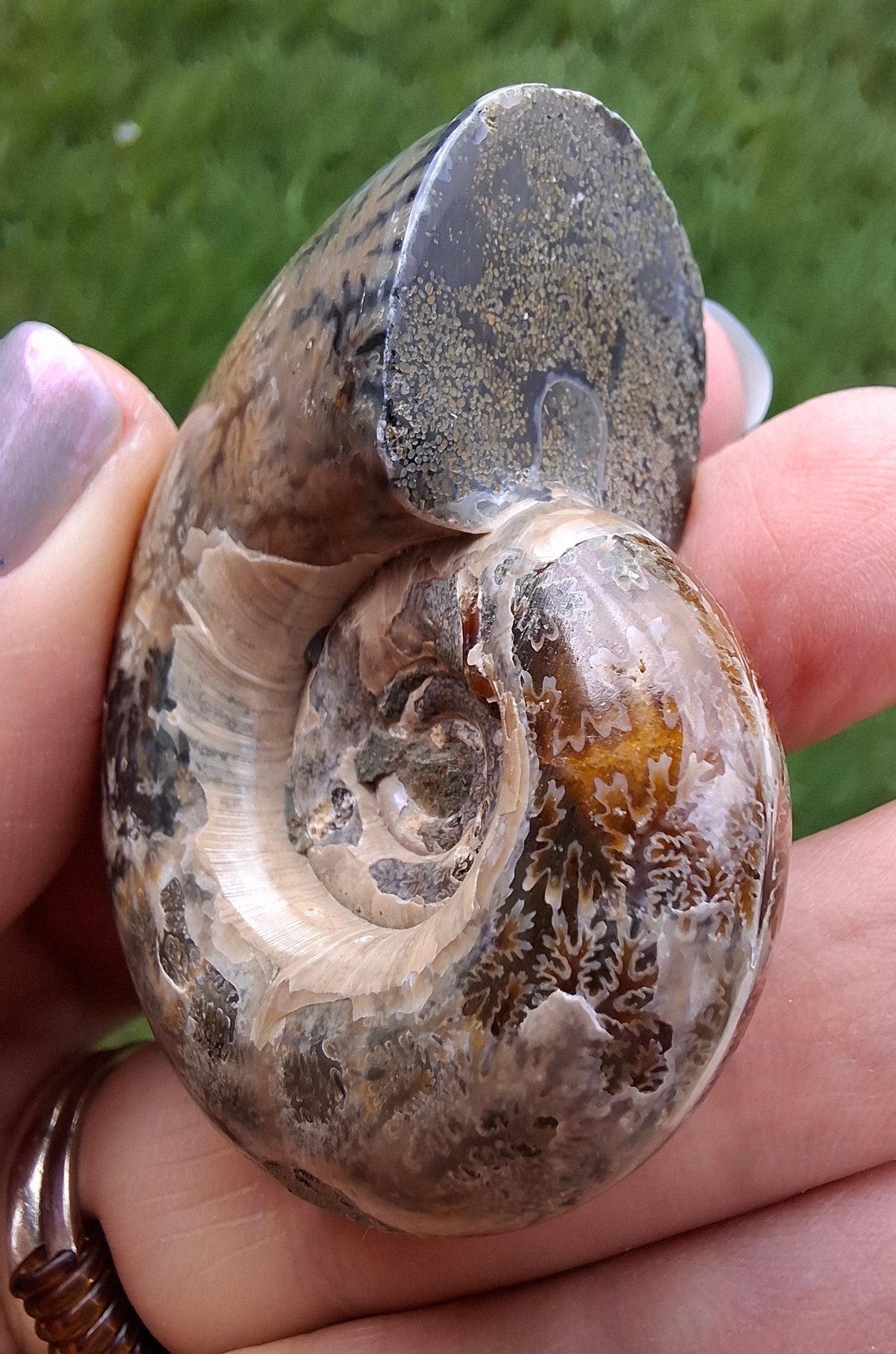Polished Ammonite, Fossil (Ref: AMM1)