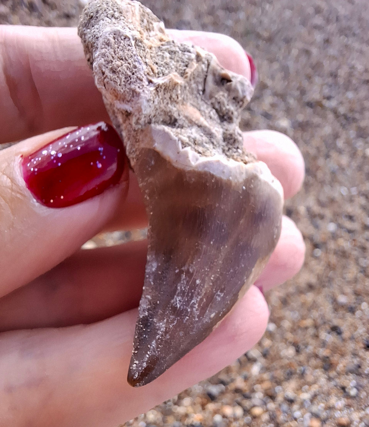 Mosasaurus Tooth with matrix, Fossil, (Ref: MTM1)