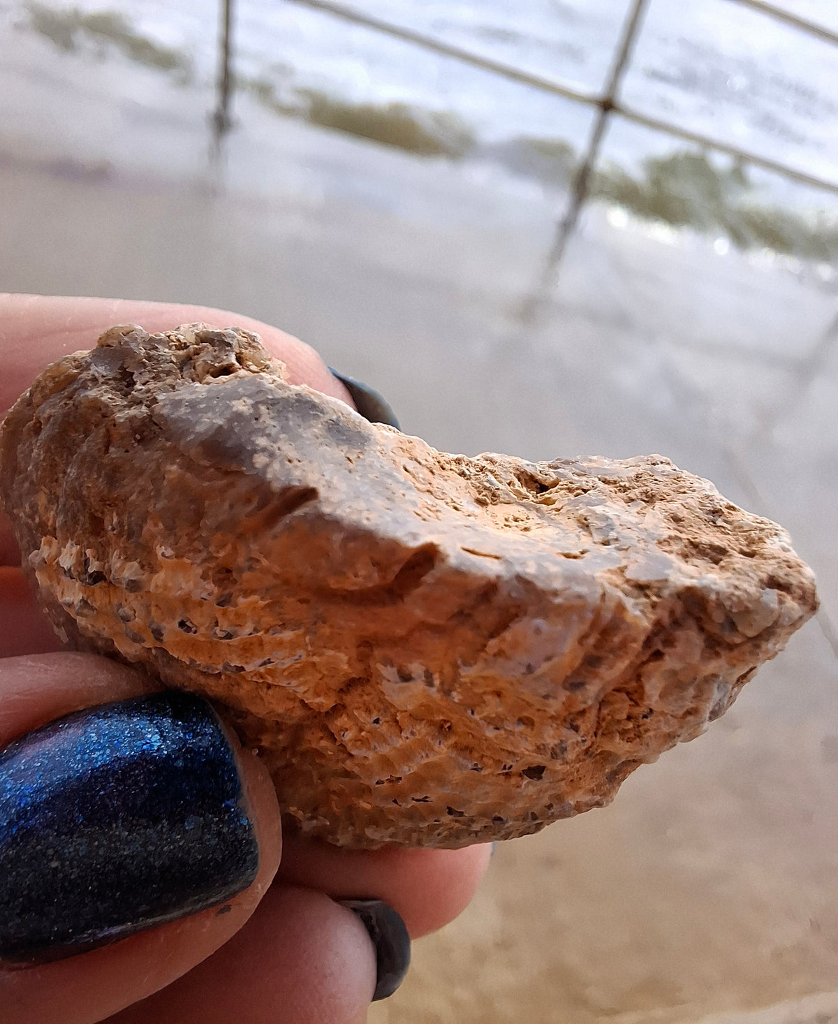 Chalcedony Oyster, Fossil (Ref: FO8)