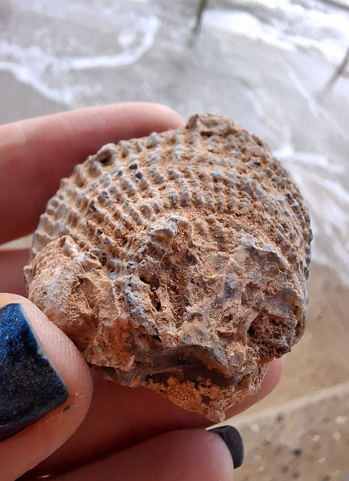 Chalcedony Oyster, Fossil (Ref: FO2)