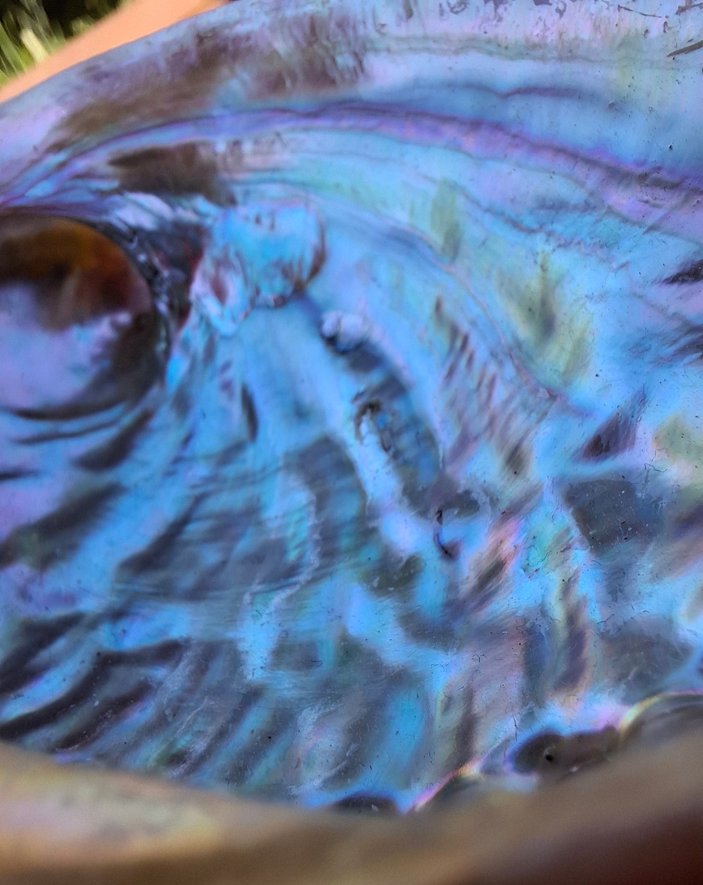 Abalone Shell, (Ref: SH3)