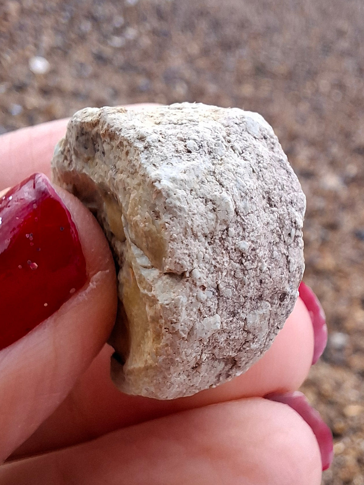 Sauropod Dinosaur Coprolite, 9.31g, Fossil (Ref: DP2)