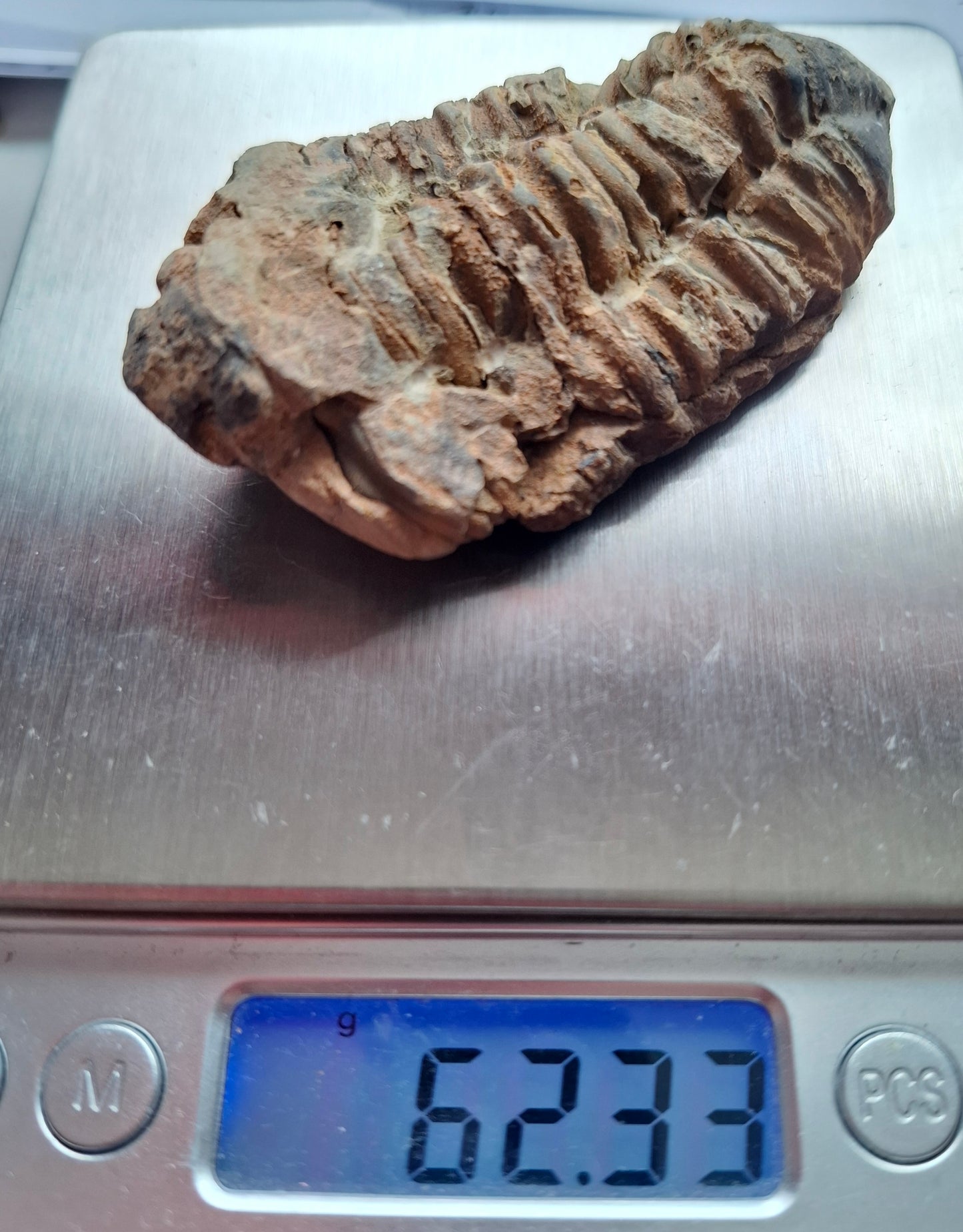 Trilobite (Flexicalymene), 62.33g, Fossil (Ref: TR2)