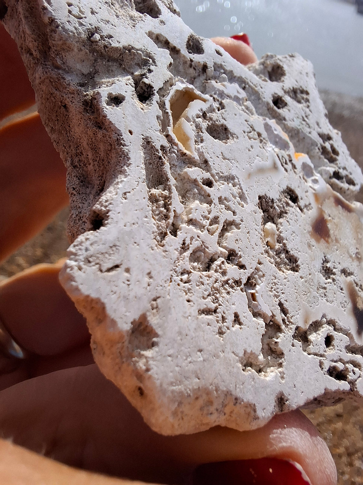Fossilised Coral replaced by Chalcedony/Agate, Fossil (Ref: FCA1)