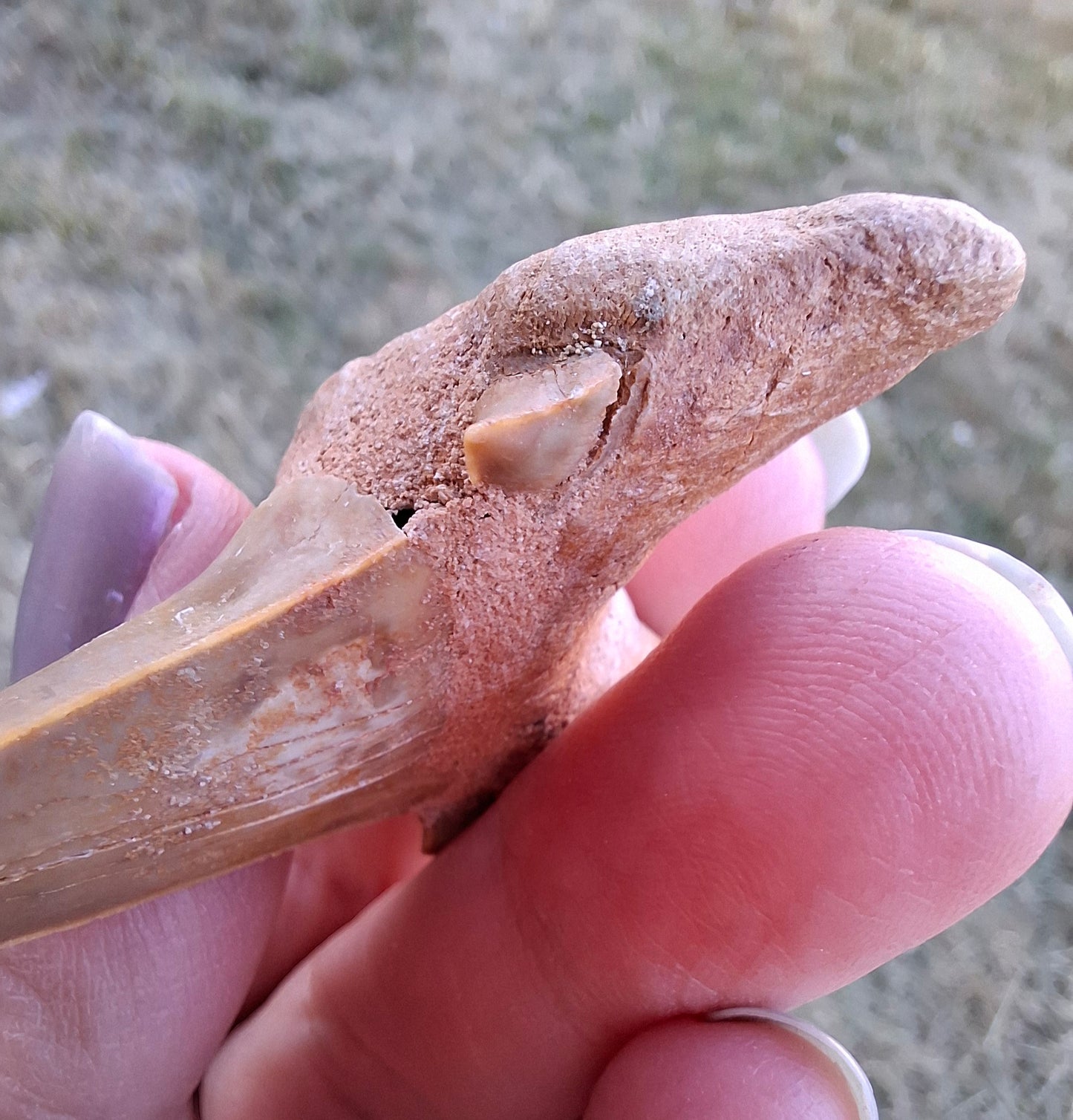 Otodus Shark Tooth, Fossil (Ref: OT 7)