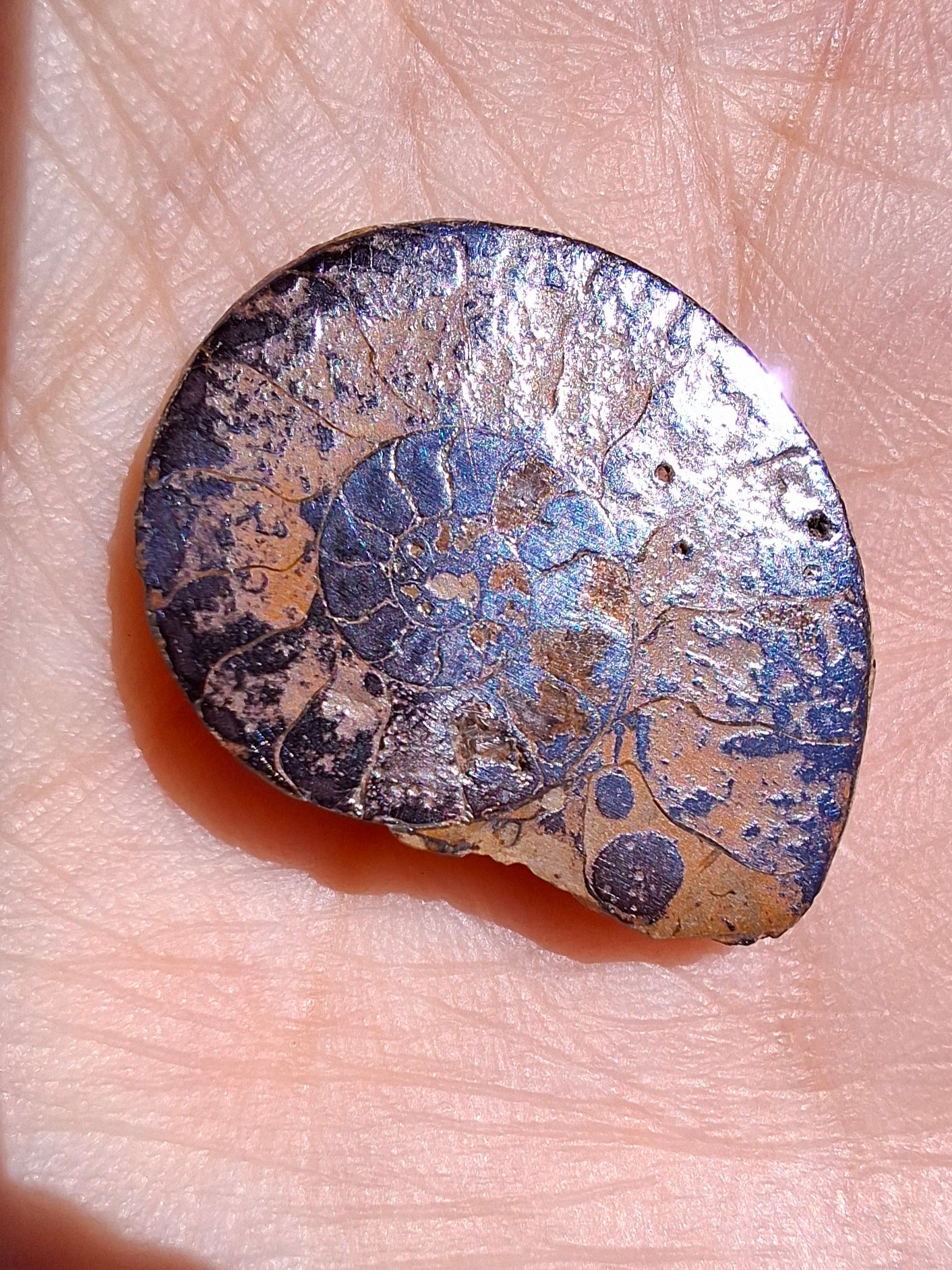 Small Haematite Ammonite HALF, 1.78g, Fossil (Ref: MA4)