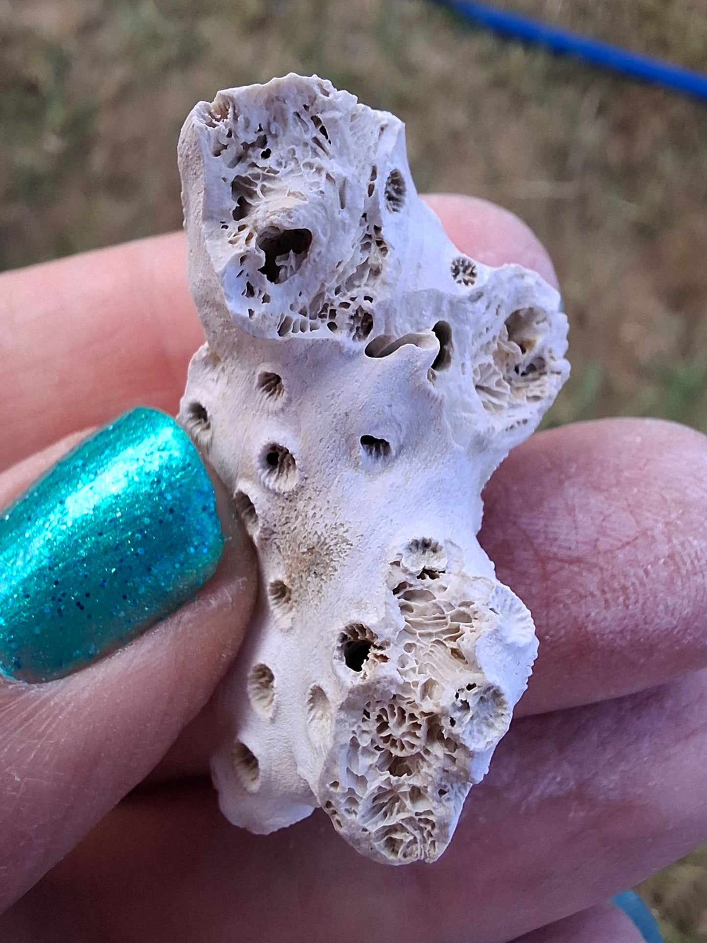 Fossil Coral, (Ref: FC4)