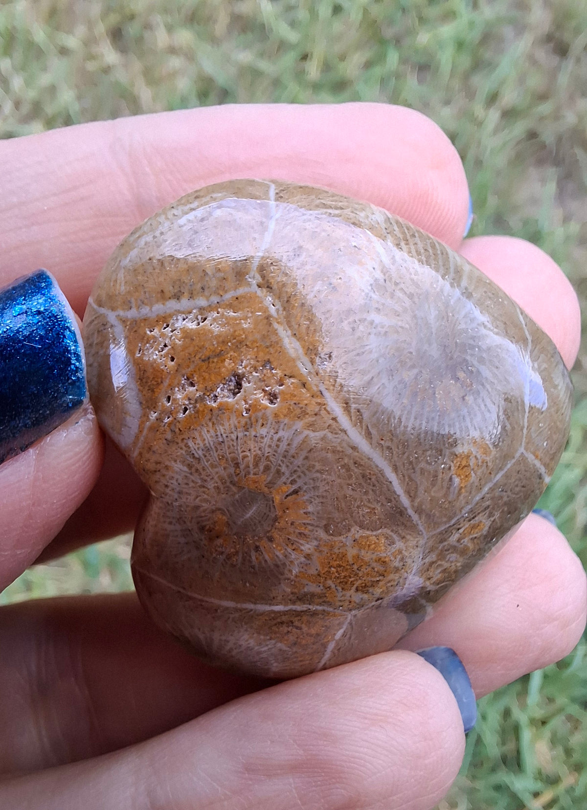 Fossil Coral Heart (Ref: CoH3)
